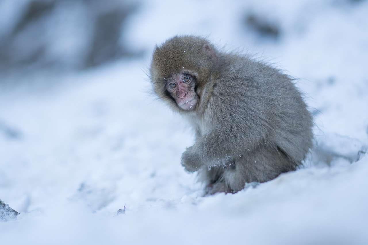 Sony a7R II + Sony Sonnar T* 135mm F1.8 ZA sample photo. Alone photography