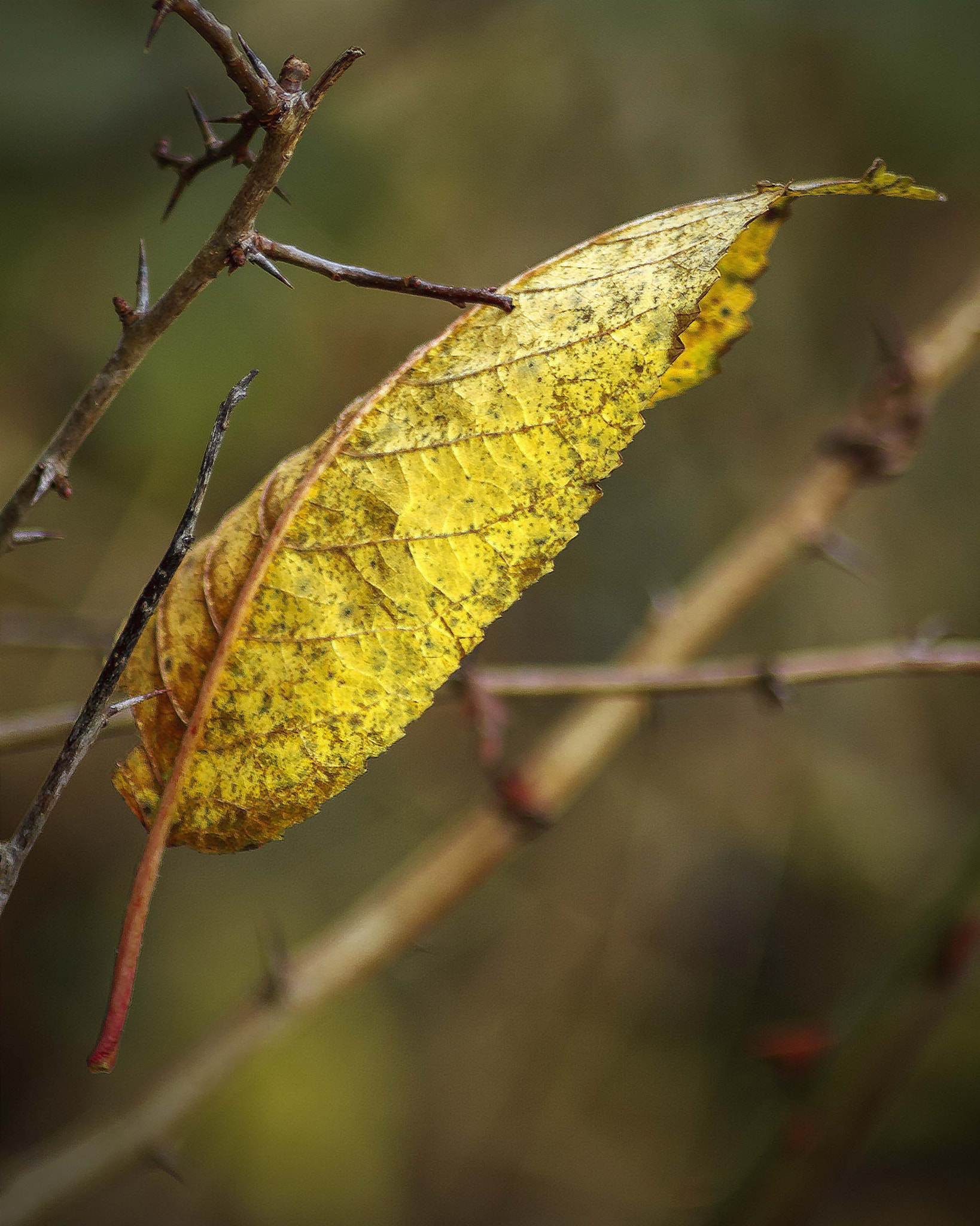 Canon EOS 450D (EOS Rebel XSi / EOS Kiss X2) sample photo. A touch of autumn photography