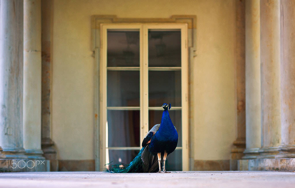 Canon EOS-1Ds Mark III sample photo. Beautiful peacock (piękny paw) photography