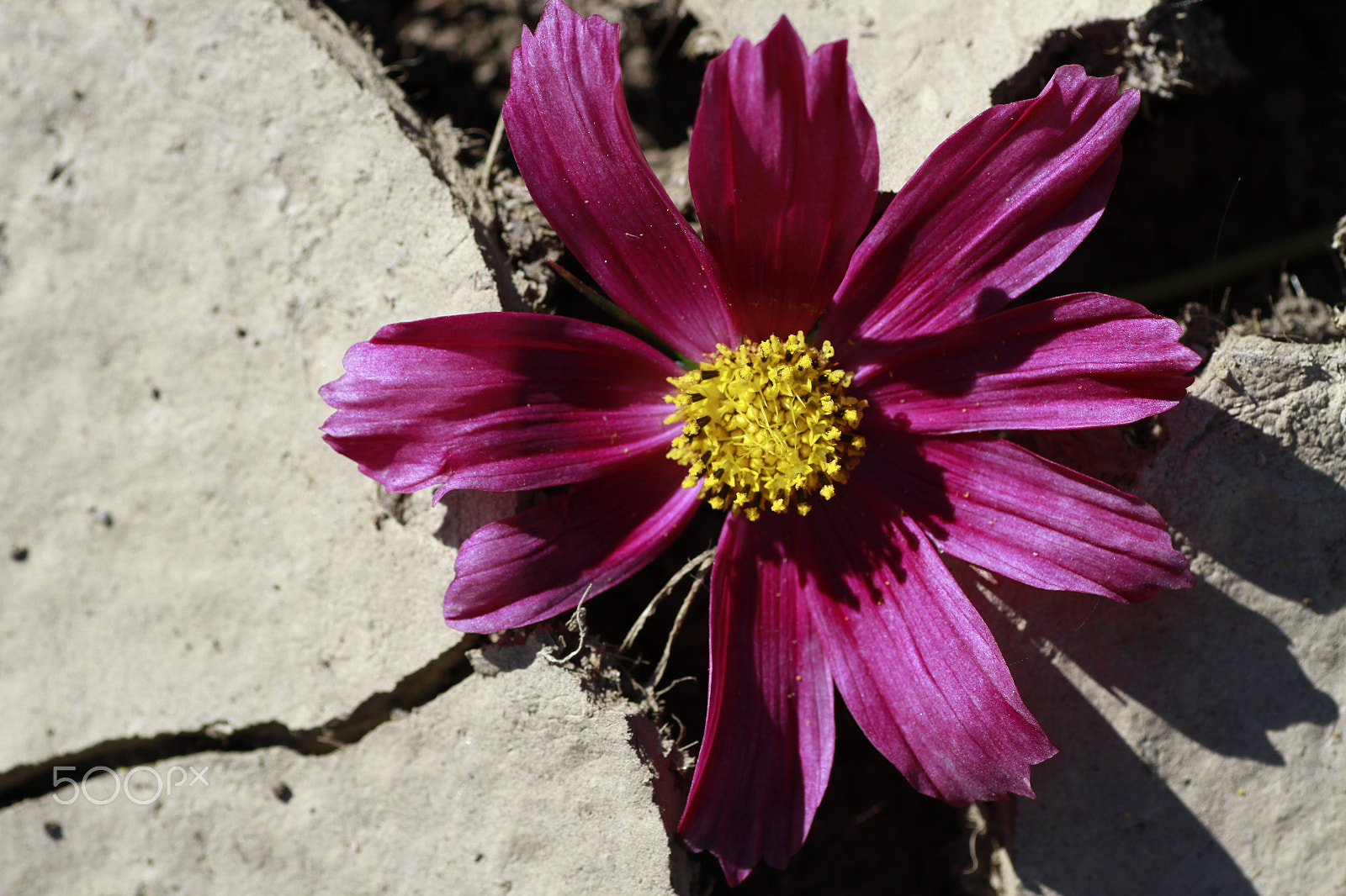 Canon EOS 7D + Tamron SP AF 90mm F2.8 Di Macro sample photo. Flower photography