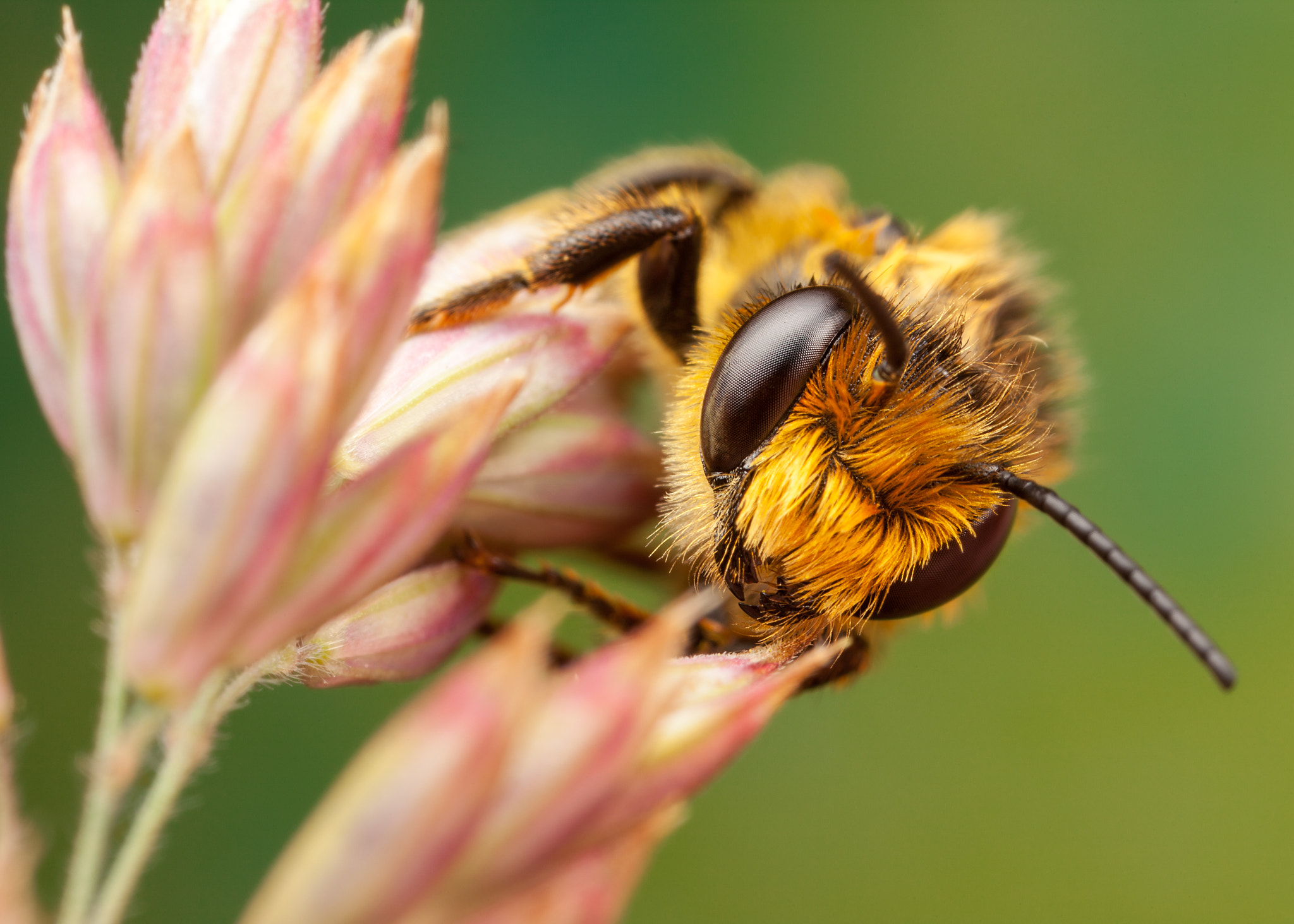 Canon EOS 5D Mark II + Canon MP-E 65mm F2.5 1-5x Macro Photo sample photo. Red mason bee photography