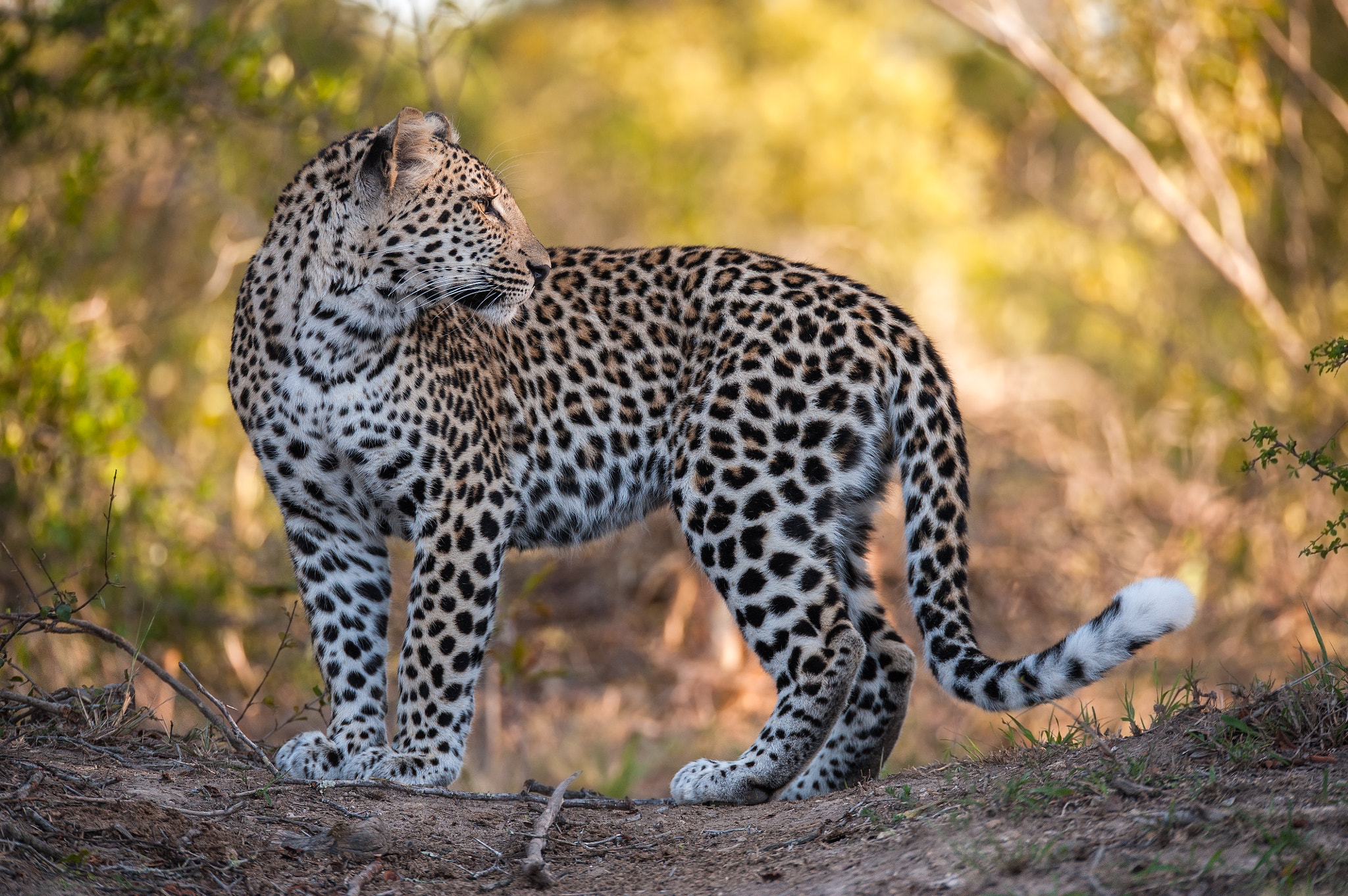 Sigma 150-600mm F5-6.3 DG OS HSM | S sample photo. Over the shoulder photography