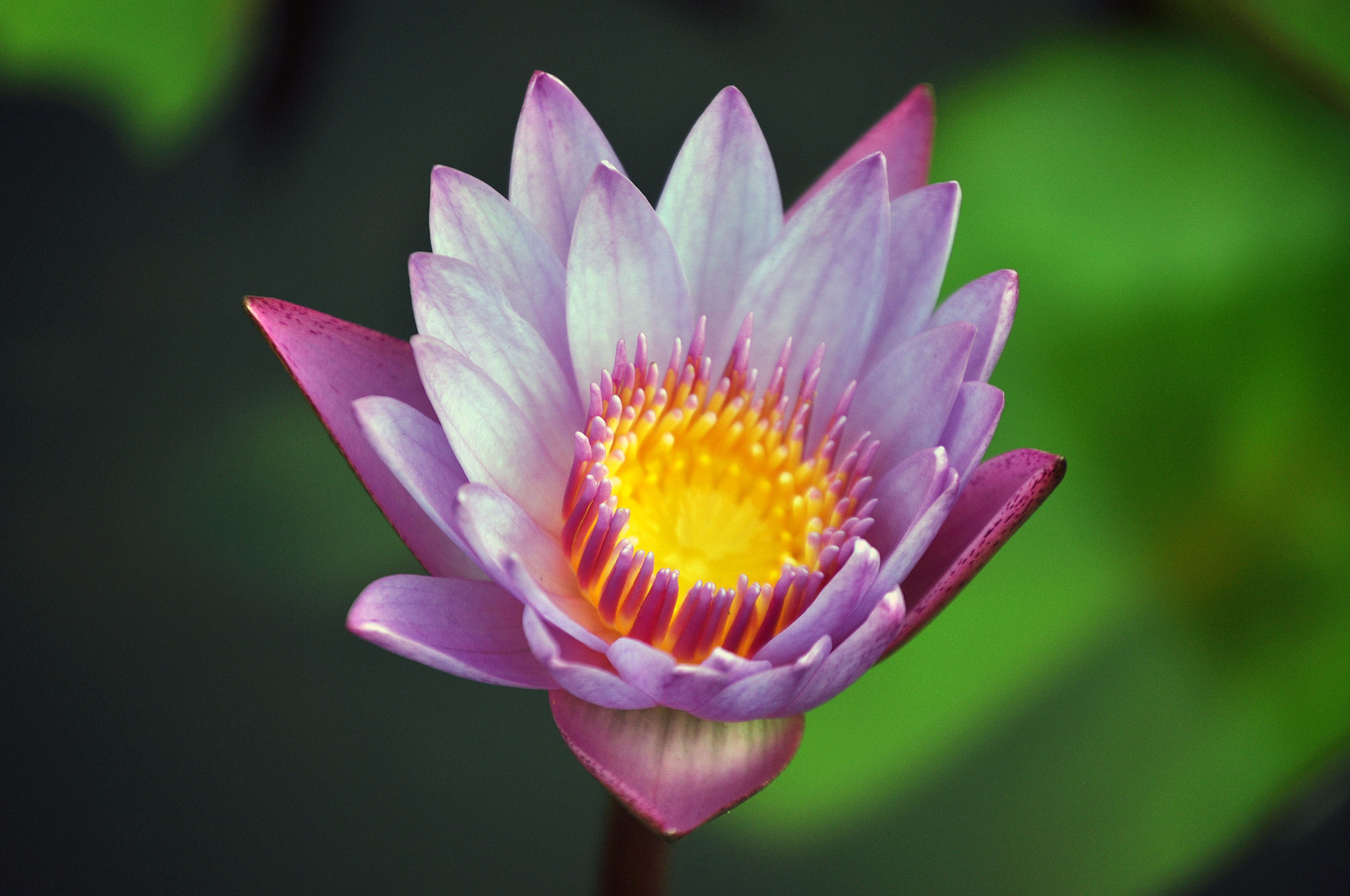 Nikon D5000 sample photo. Flora  photography