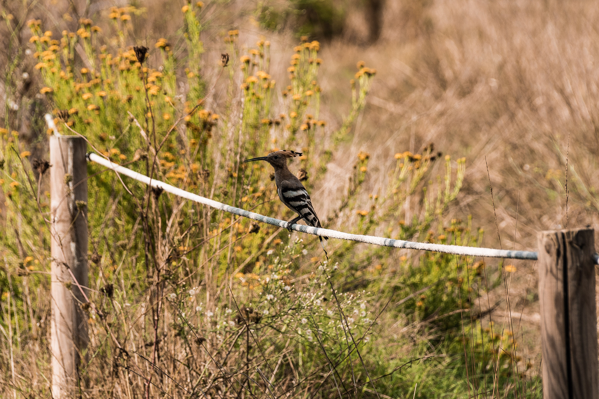 Canon EOS 7D Mark II + Canon EF 75-300mm F4.0-5.6 IS USM sample photo. Like a bird in a wire... photography