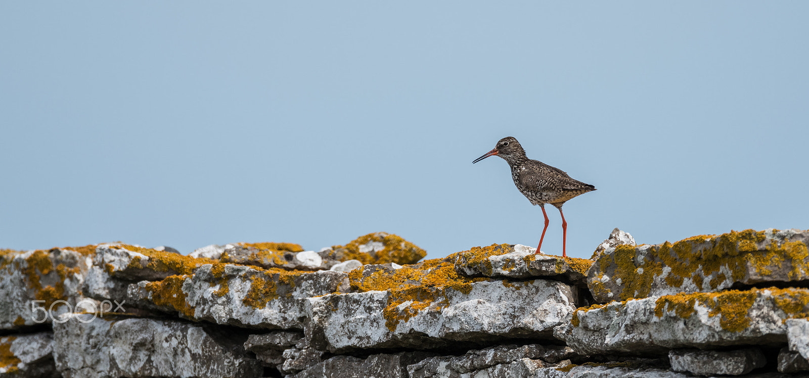 Nikon AF-S Nikkor 600mm F4E FL ED VR sample photo. X photography