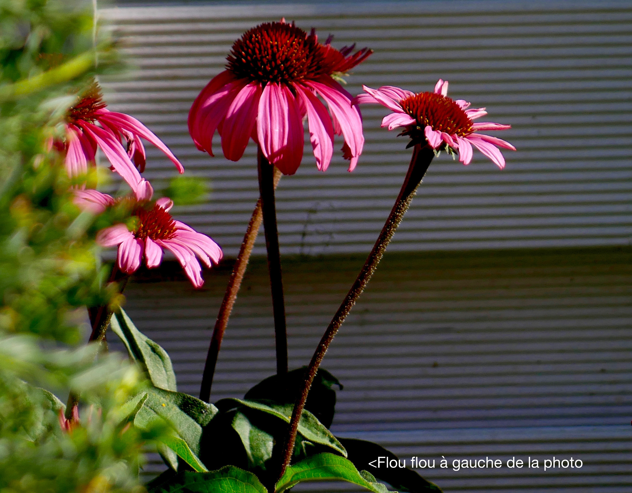 Panasonic DMC-G70 sample photo. Flou flou à gauche... photography