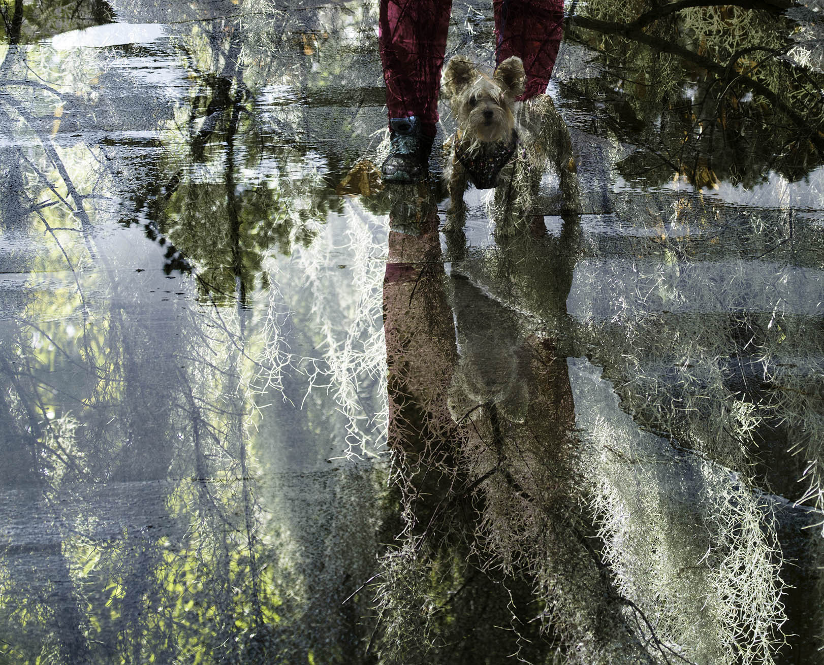 Canon EF-S 60mm F2.8 Macro USM sample photo. Dog walking in new orleans rain photography