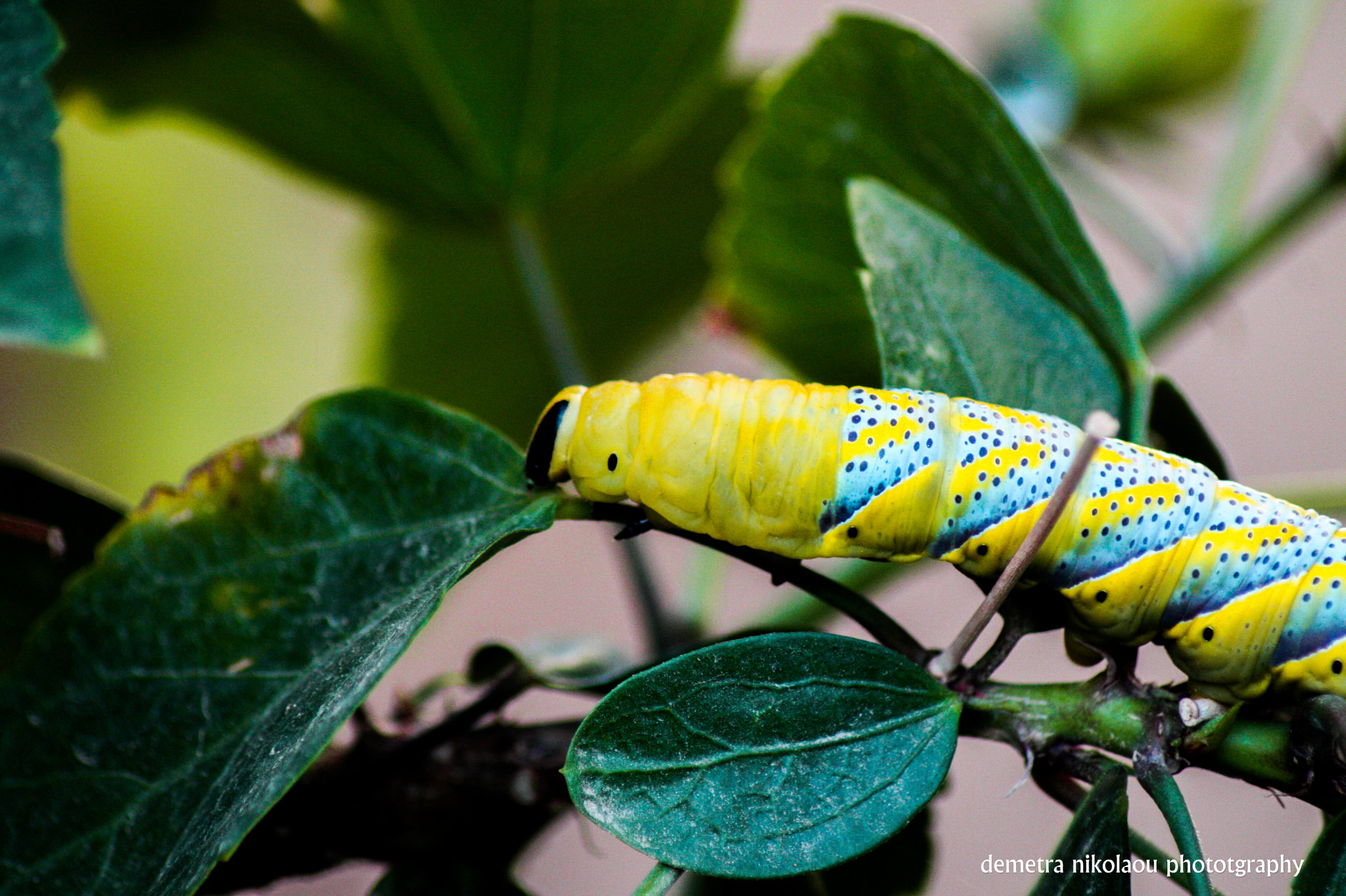 Canon EOS 450D (EOS Rebel XSi / EOS Kiss X2) sample photo. A beautiful big worm photography