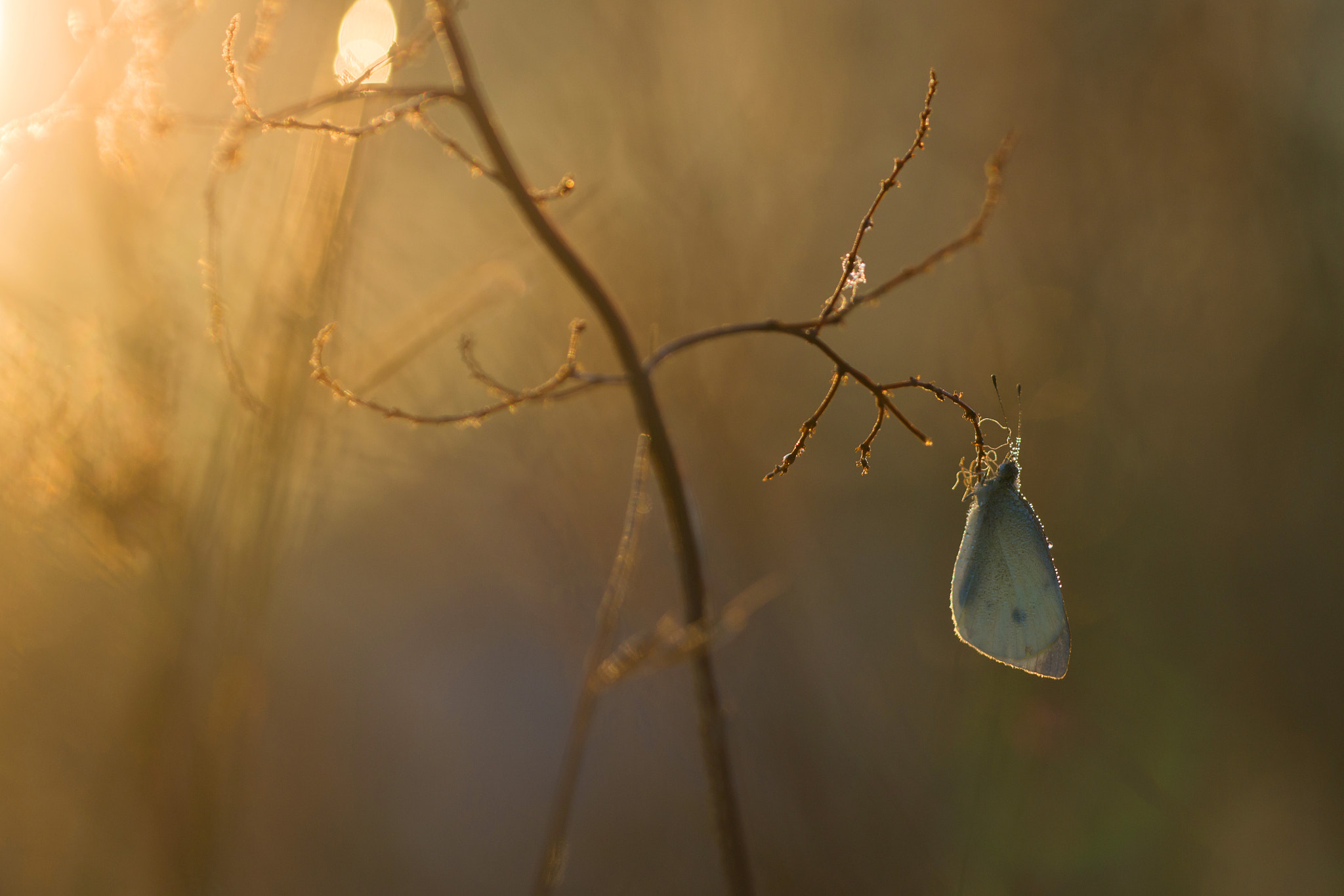 Nikon D3100 + Sigma 150mm F2.8 EX DG Macro HSM sample photo. Waking photography