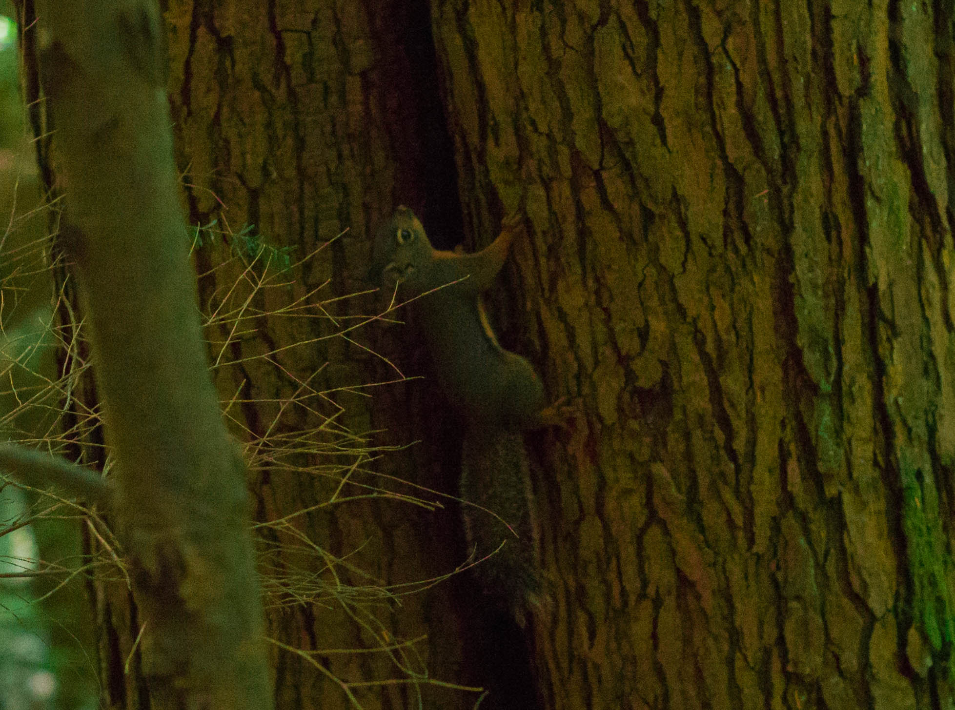 Nikon D600 + AF Nikkor 50mm f/1.4 sample photo. Squirrel photography