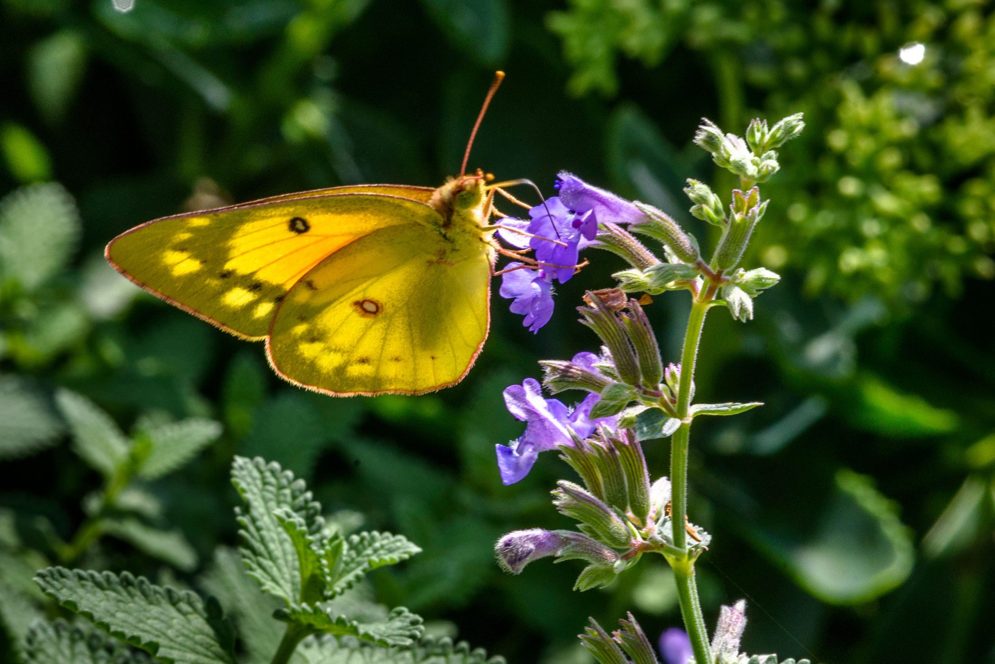 Nikon D750 + AF Micro-Nikkor 105mm f/2.8 sample photo. Yellow butterfly photography