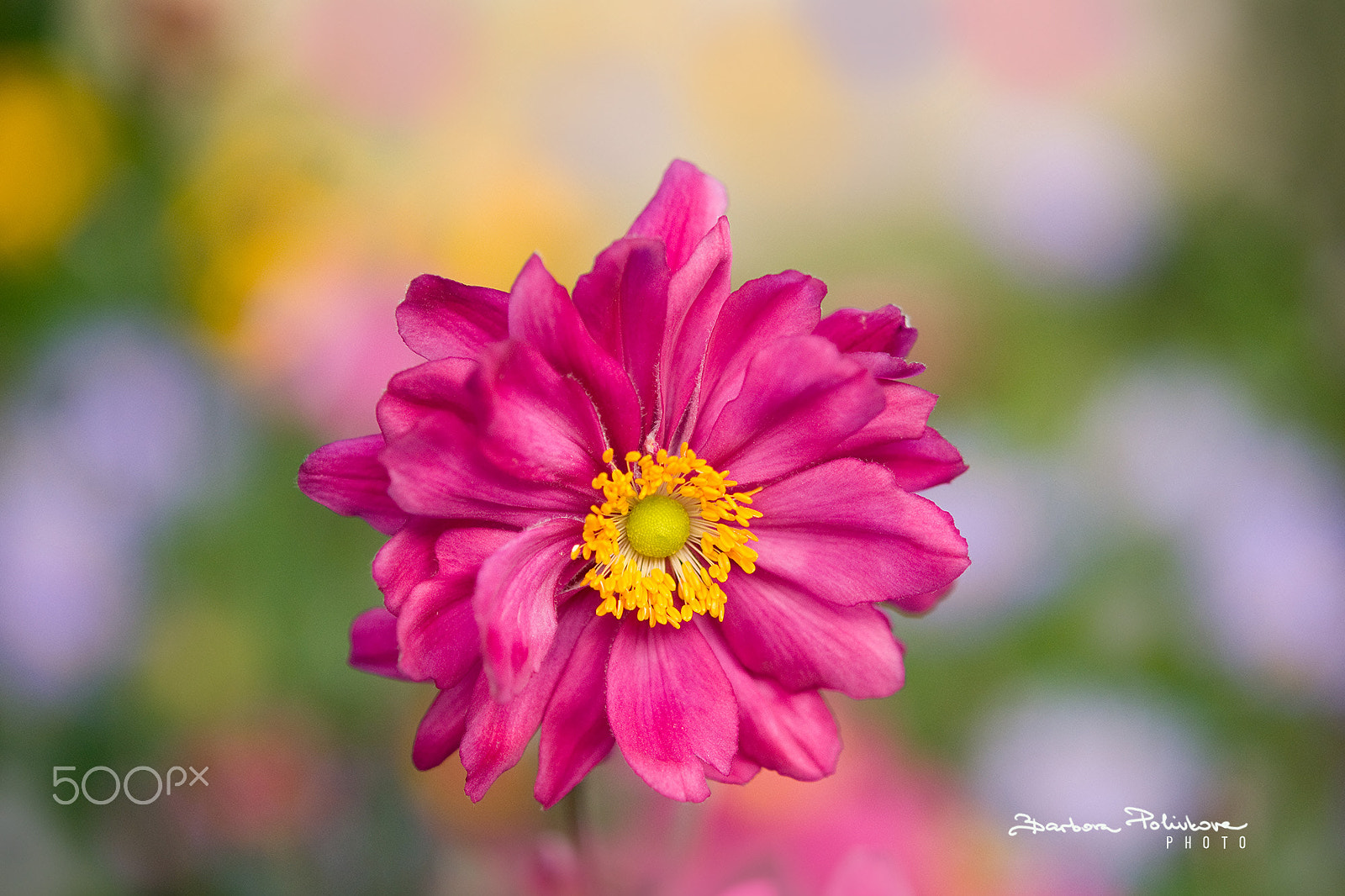 Nikon AF-S Micro-Nikkor 60mm F2.8G ED sample photo. Color therapy photography