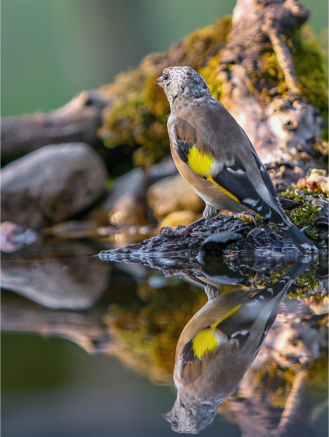 Canon EF 70-200mm F2.8L IS USM sample photo. Reflection... photography