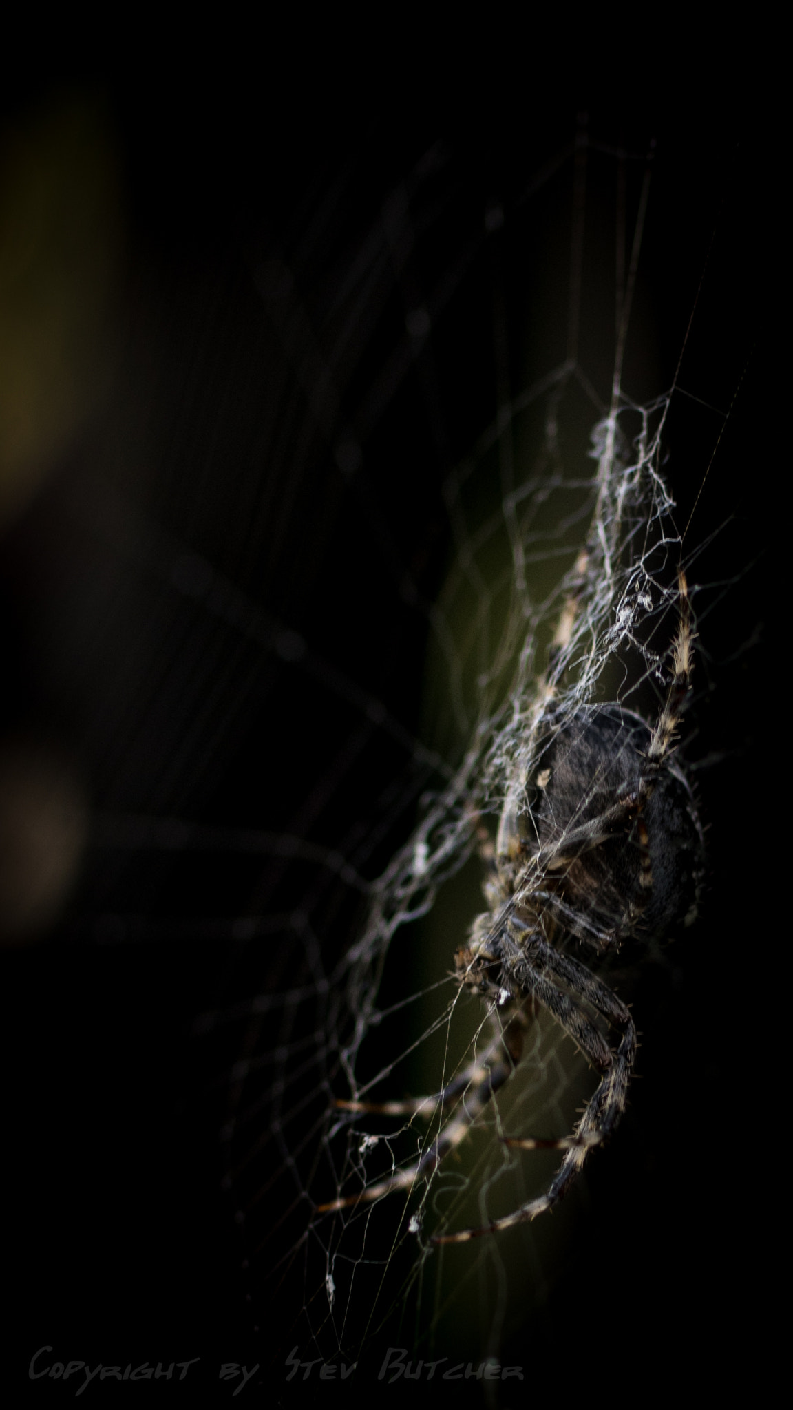 Pentax K-3 sample photo. Spider photography