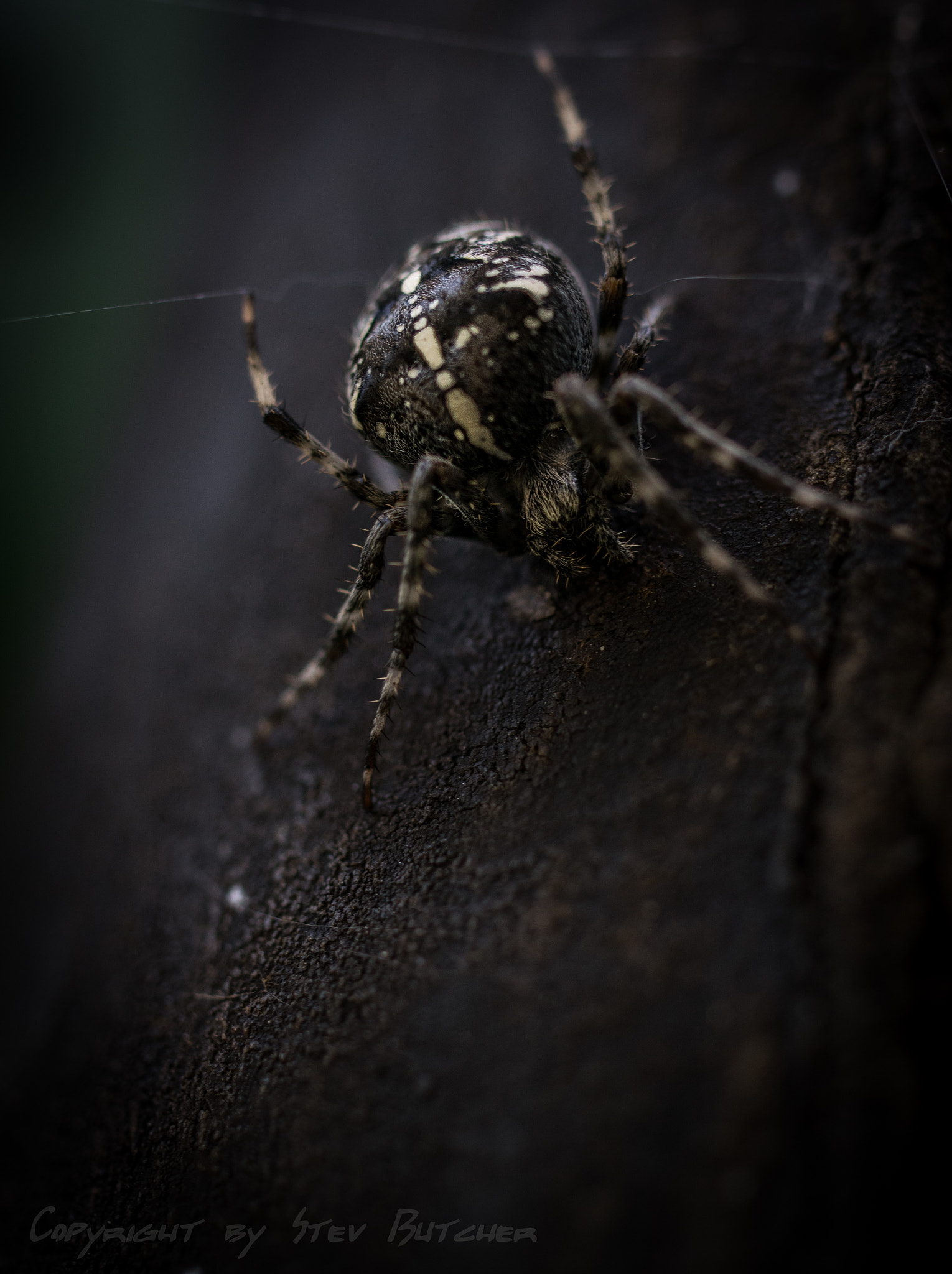 Pentax K-3 sample photo. Spider ii photography