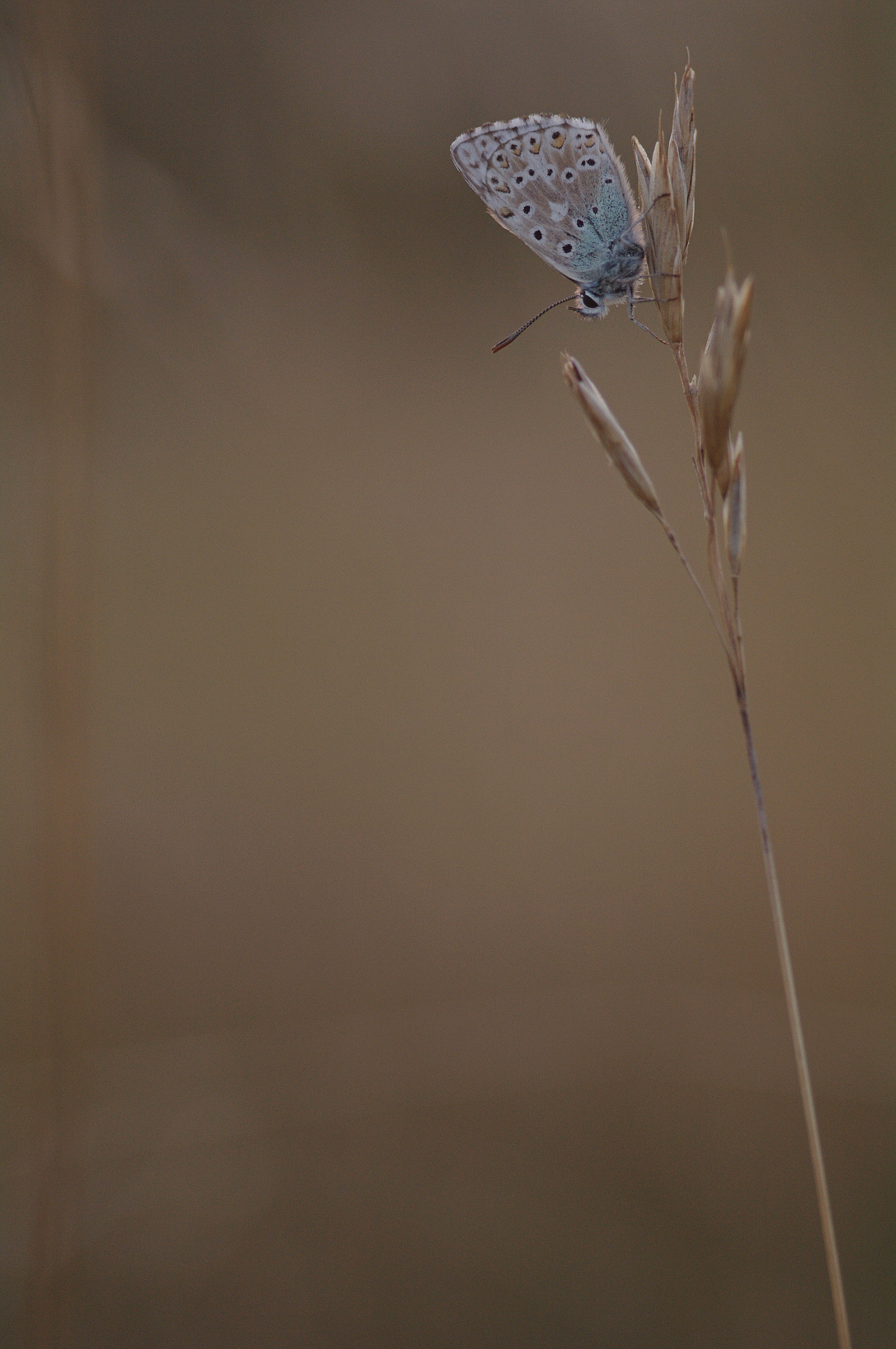 Pentax K-7 + Sigma sample photo. Azuré photography