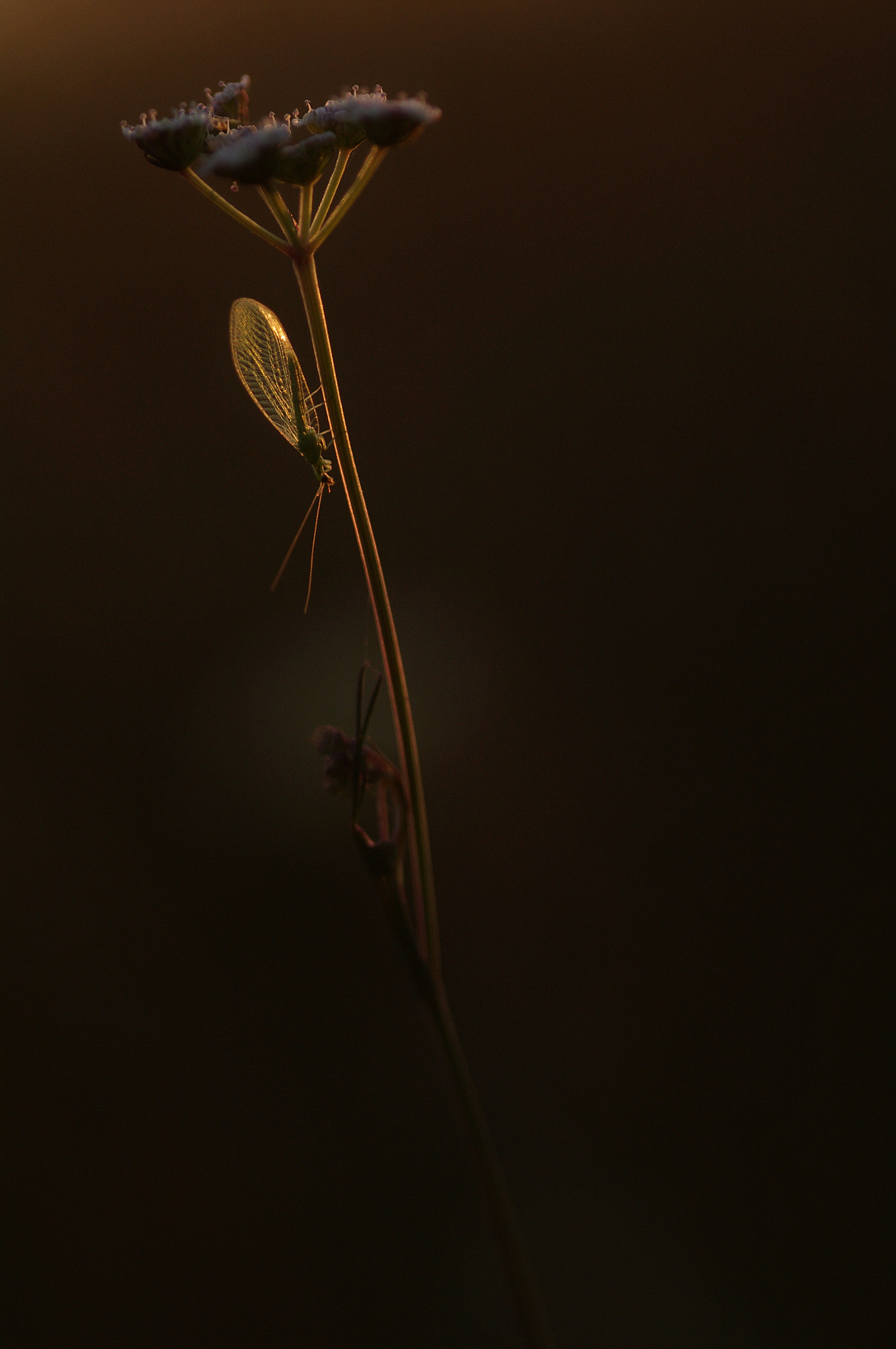 Pentax K-7 + Sigma sample photo. Chrysope photography
