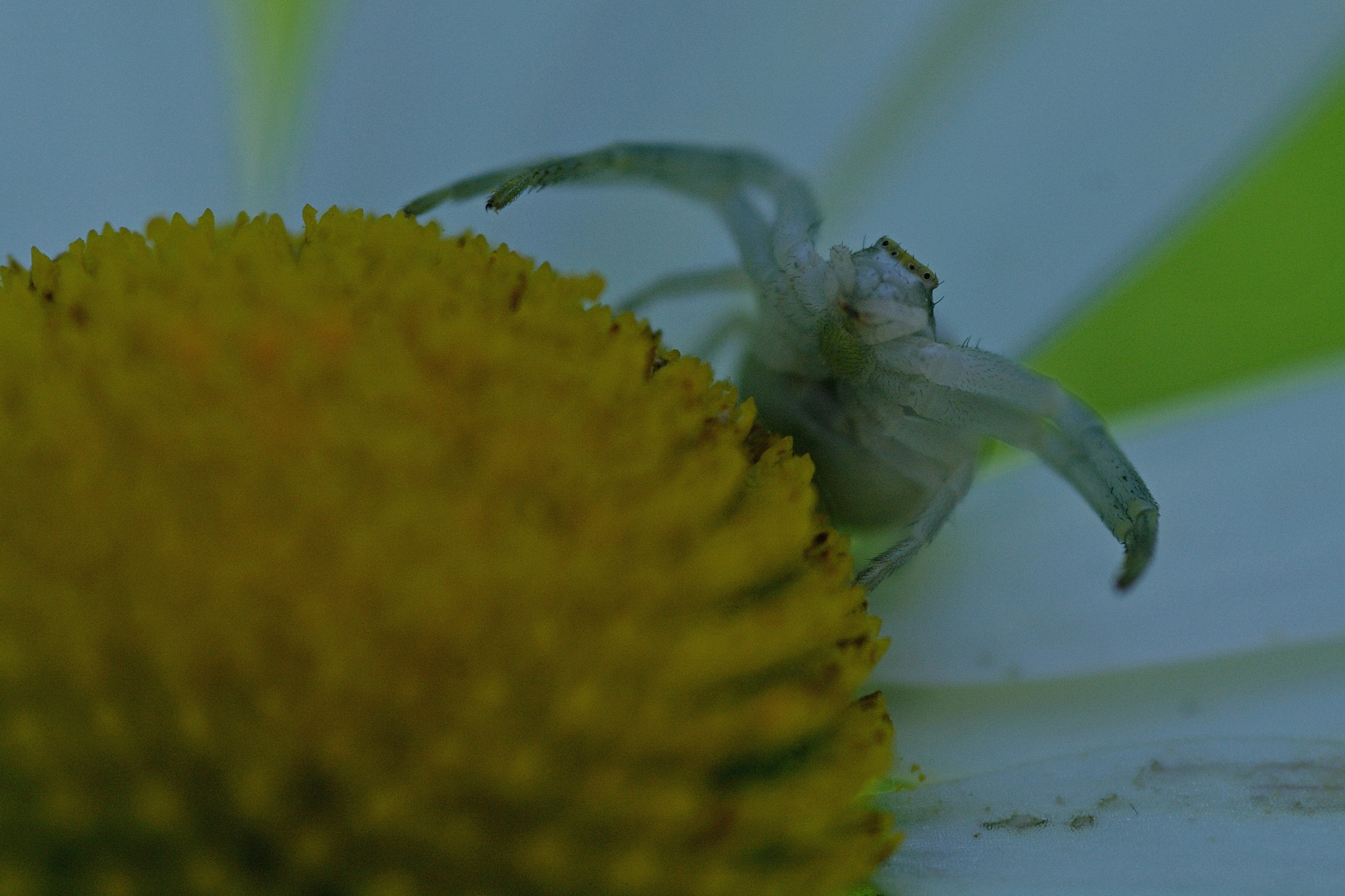 Pentax K-7 + Sigma sample photo. Thomise photography