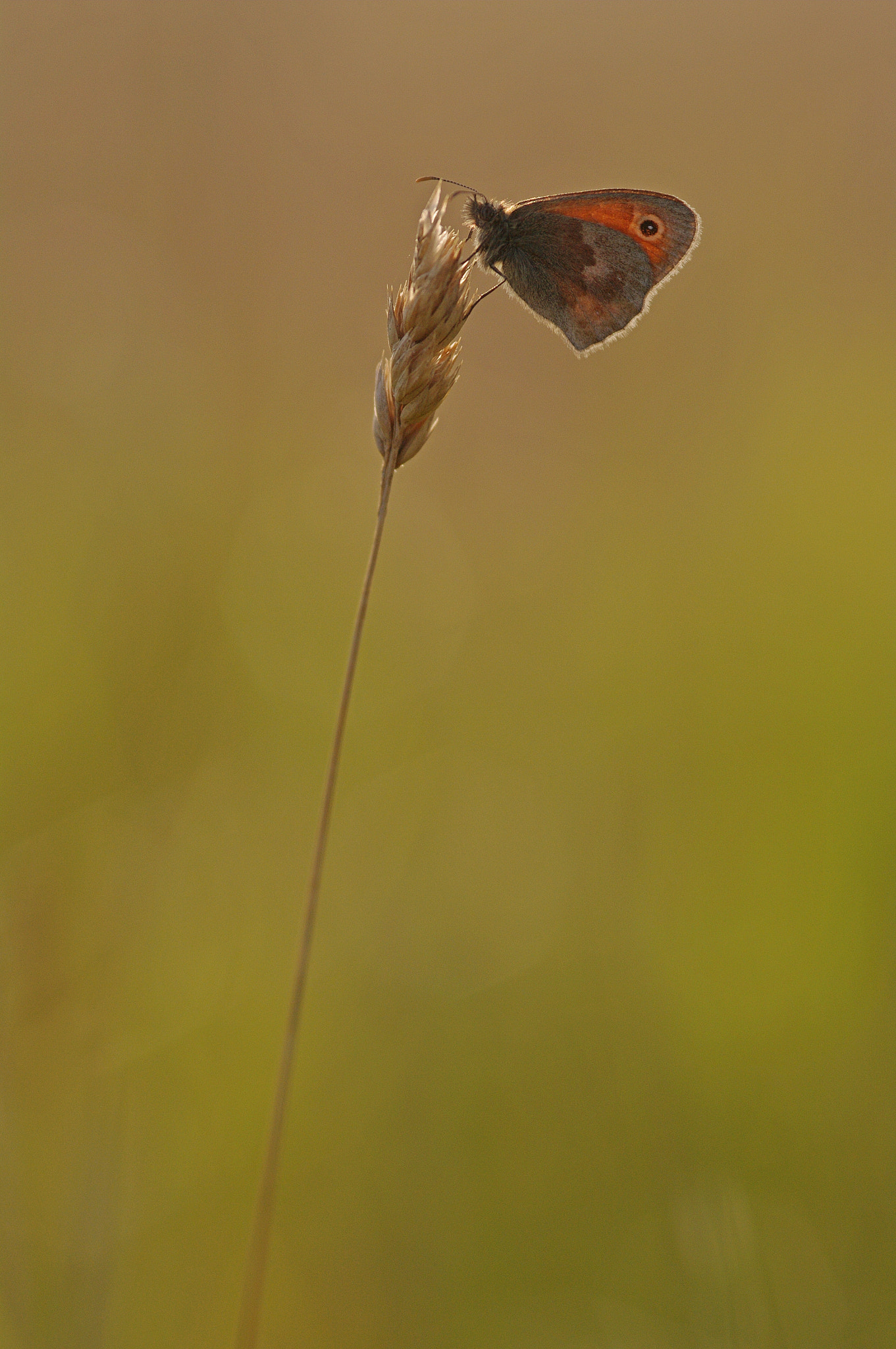 Pentax K-7 + Sigma sample photo. Myrtil photography