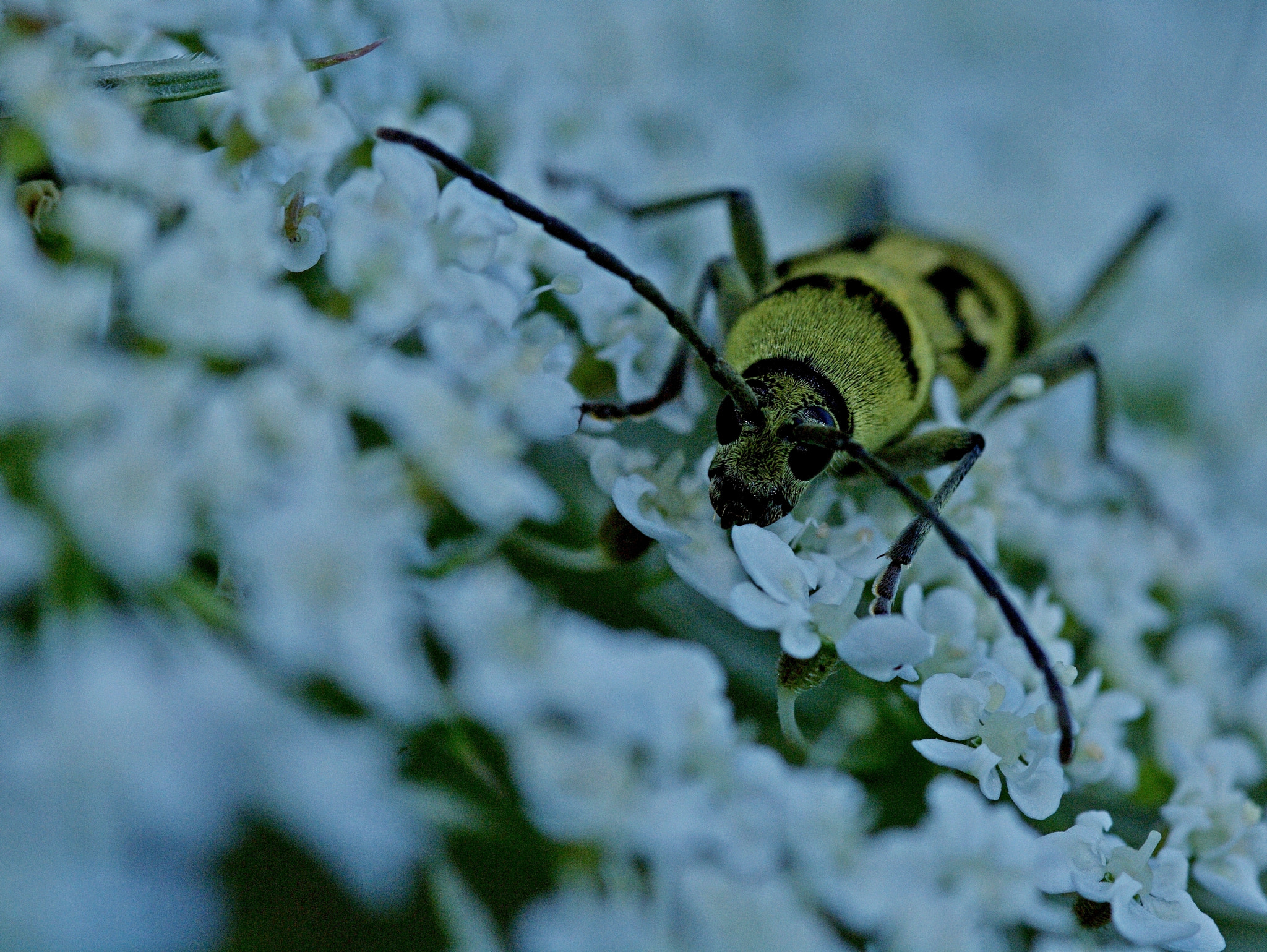 Pentax K-7 + Sigma sample photo. Longicorne photography