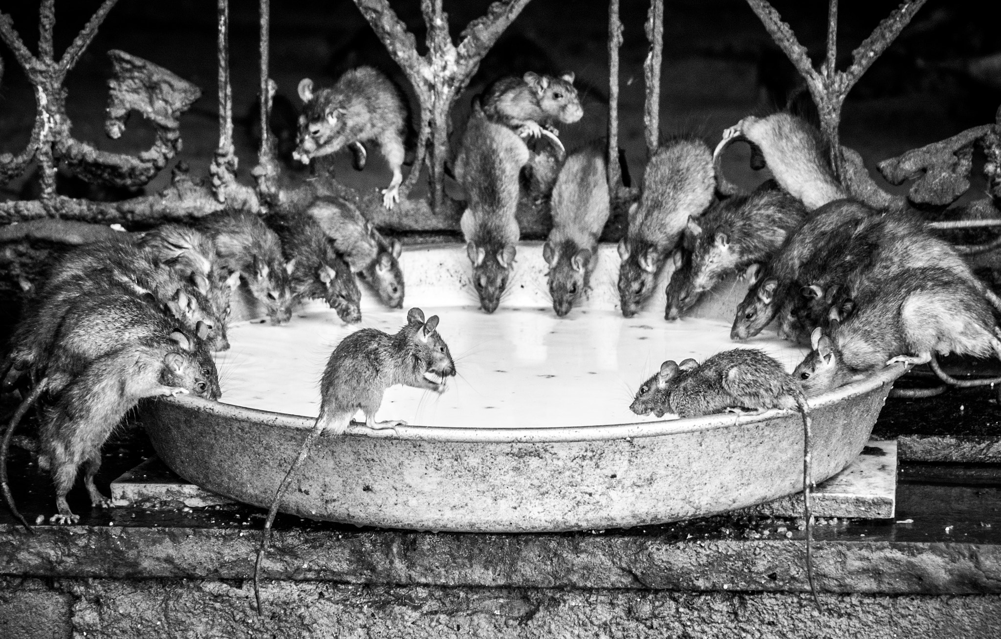 Olympus PEN E-PL7 sample photo. Rat paradies photography