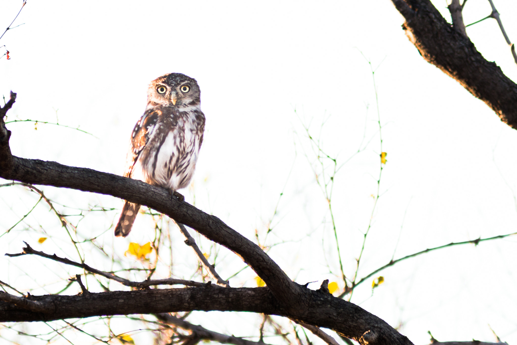 Canon EOS 70D + Canon EF 300mm F4L IS USM sample photo. Pearl-spotted owlet photography
