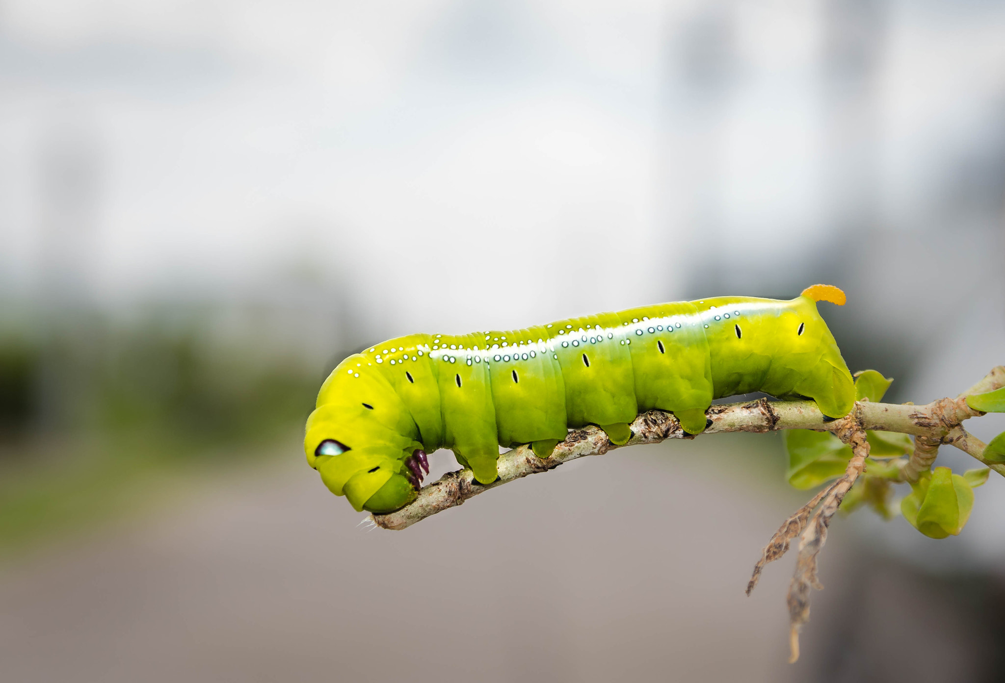 Olympus PEN E-PL7 sample photo. Caterpie photography