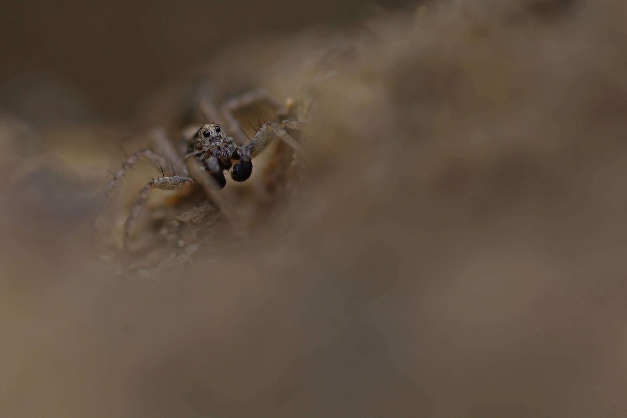 Pentax K-7 + Sigma sample photo. Araignée loup photography