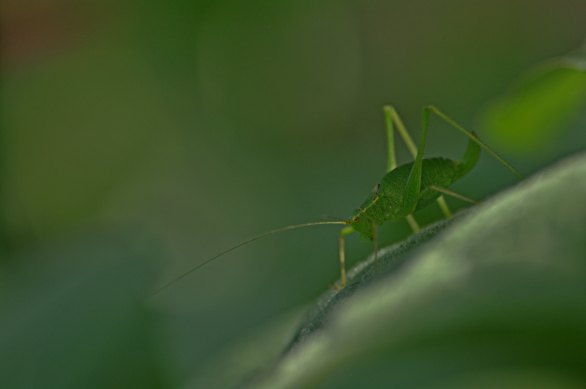 Pentax K-7 + Sigma sample photo. Sauterelle photography