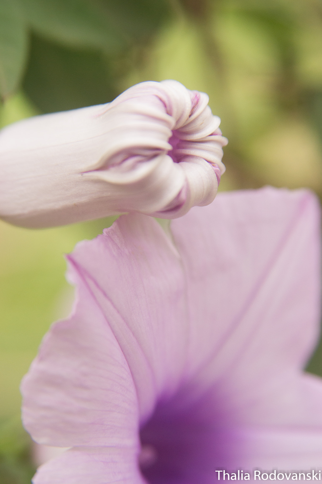 Nikon D3100 + AF Zoom-Nikkor 28-105mm f/3.5-4.5D IF sample photo. Violet flowers photography