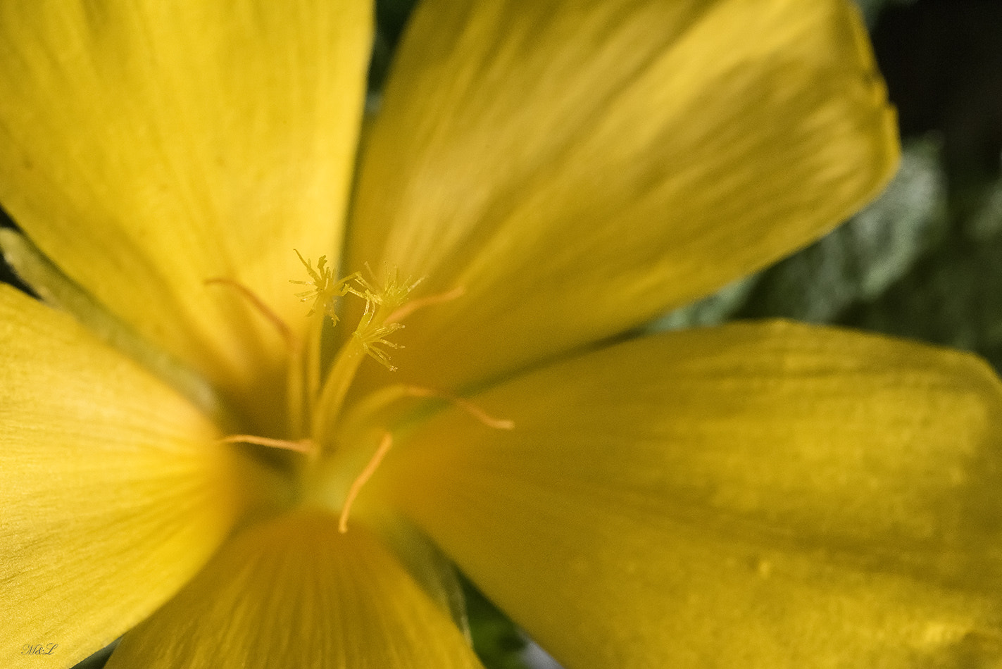 Nikon D810 + Nikon AF Micro-Nikkor 60mm F2.8D sample photo. *** photography