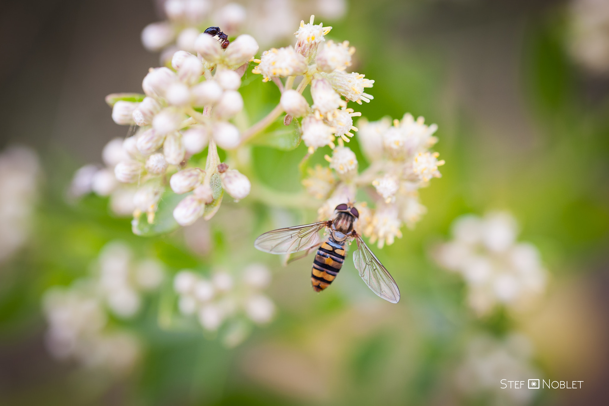Sigma 105mm F2.8 EX DG OS HSM sample photo. Bzzzz 2 photography