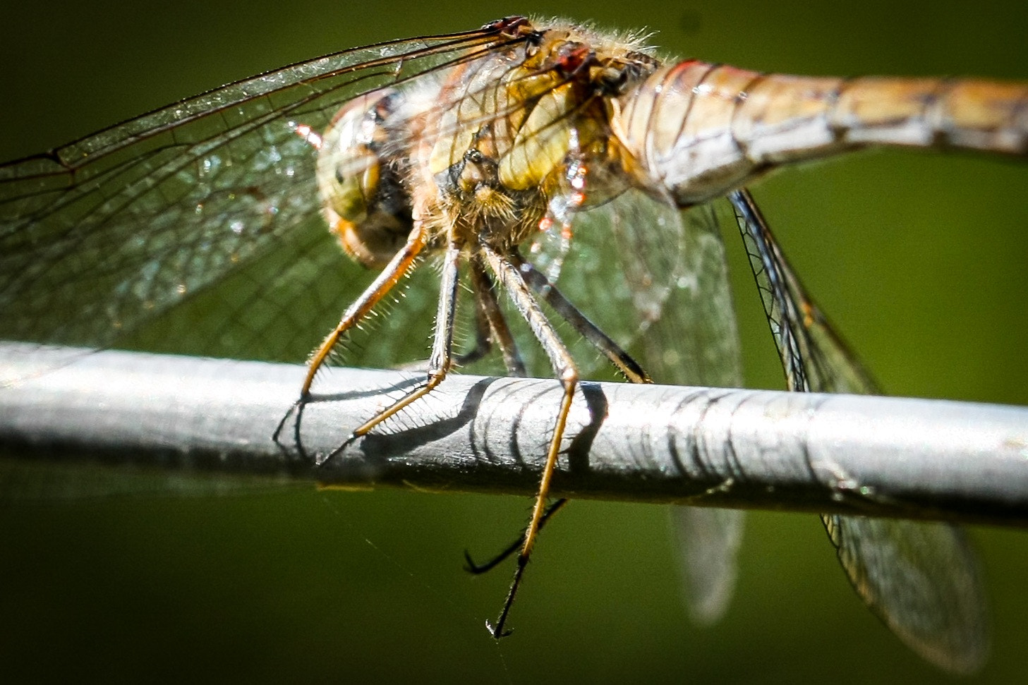 Canon EOS-1Ds Mark III sample photo. Dragonfly photography