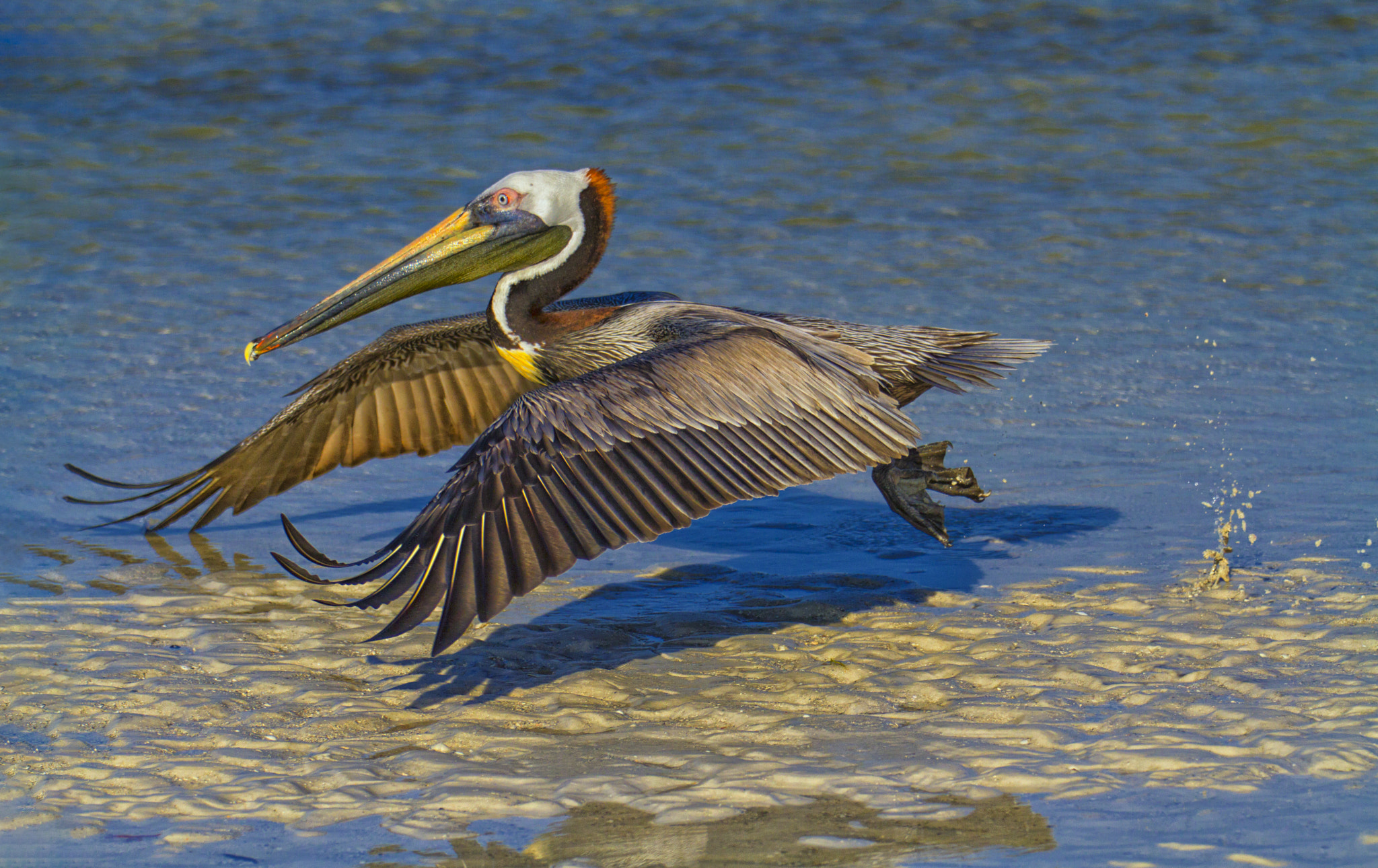 Canon EF 70-200mm F2.8L IS II USM sample photo. Brown pelican, adult, breeding plumage.  lel, fl. photography