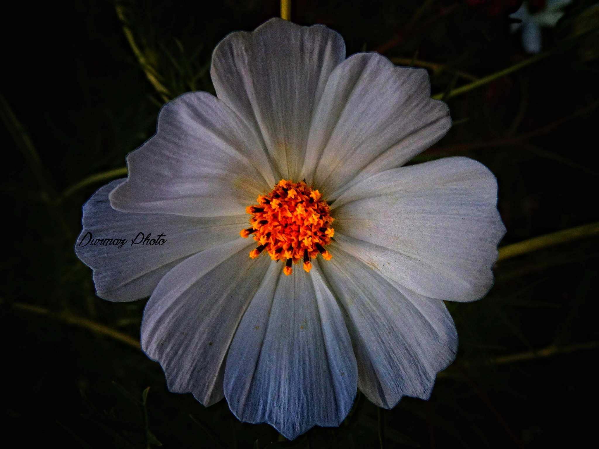 Samsung WB200F/WB201F/WB202F sample photo. Macro photography