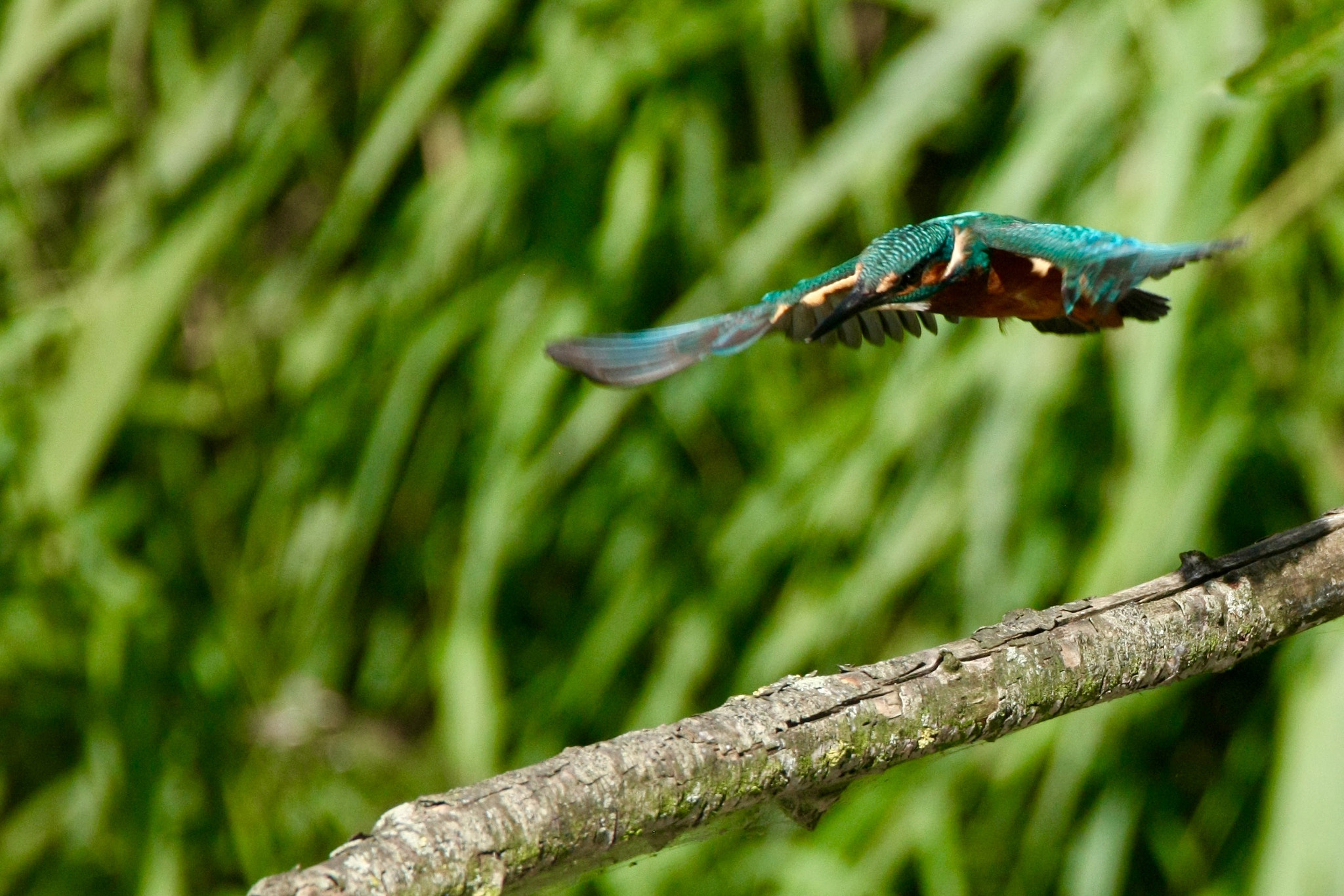 Canon EOS-1Ds Mark III sample photo. Kingfisher photography