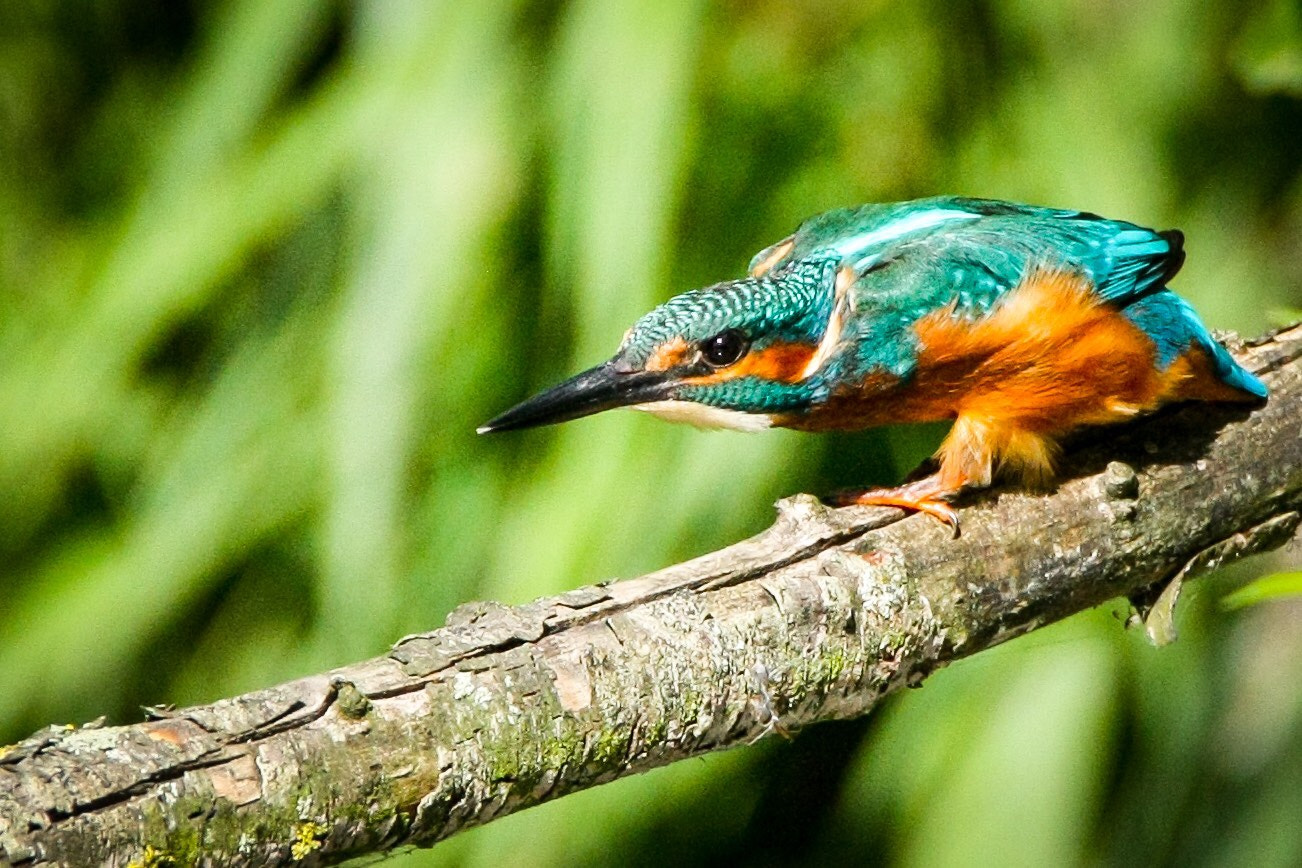 Canon EOS-1Ds Mark III sample photo. Kingfisher photography