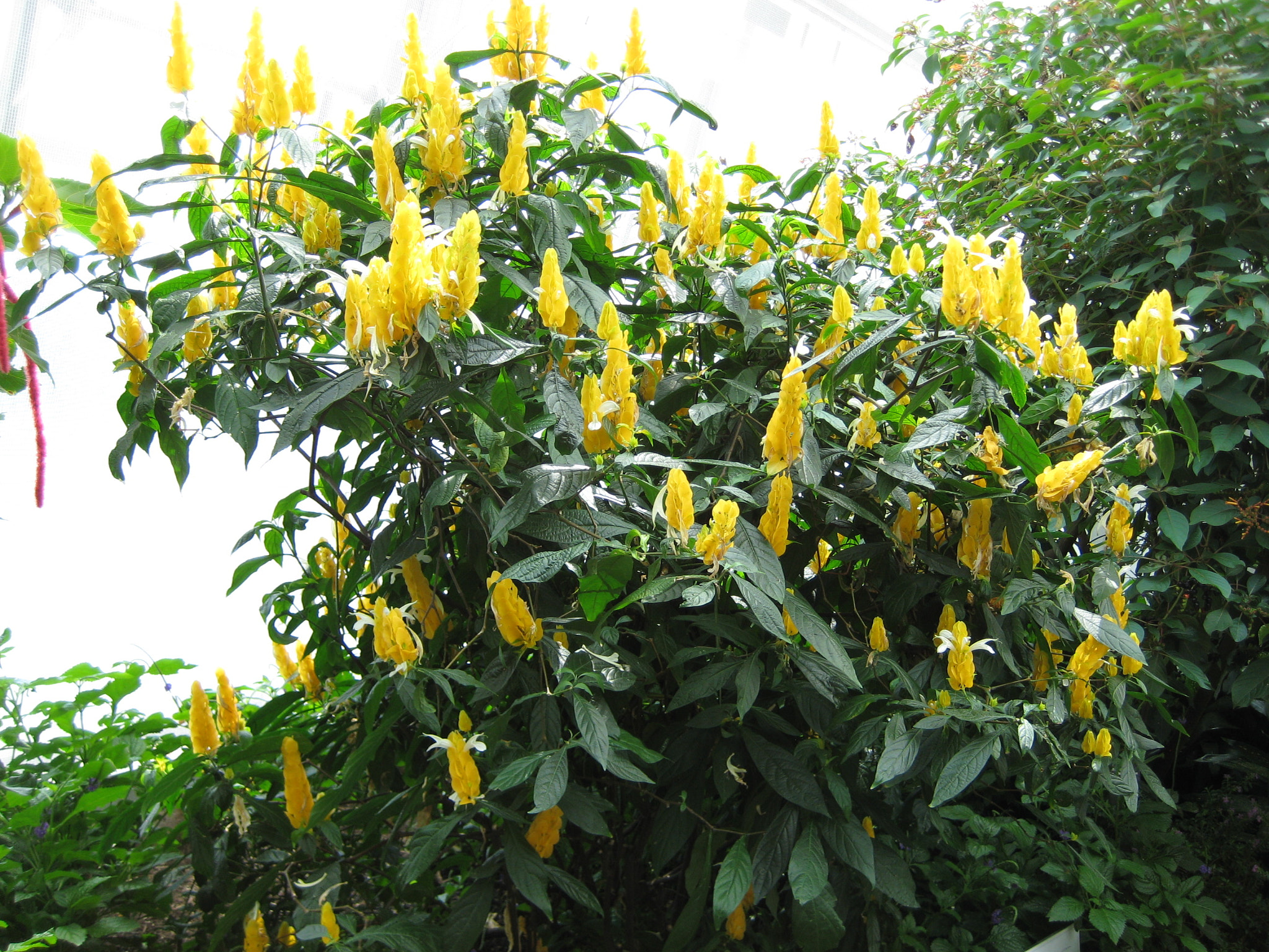 Canon POWERSHOT SD750 sample photo. Img photography