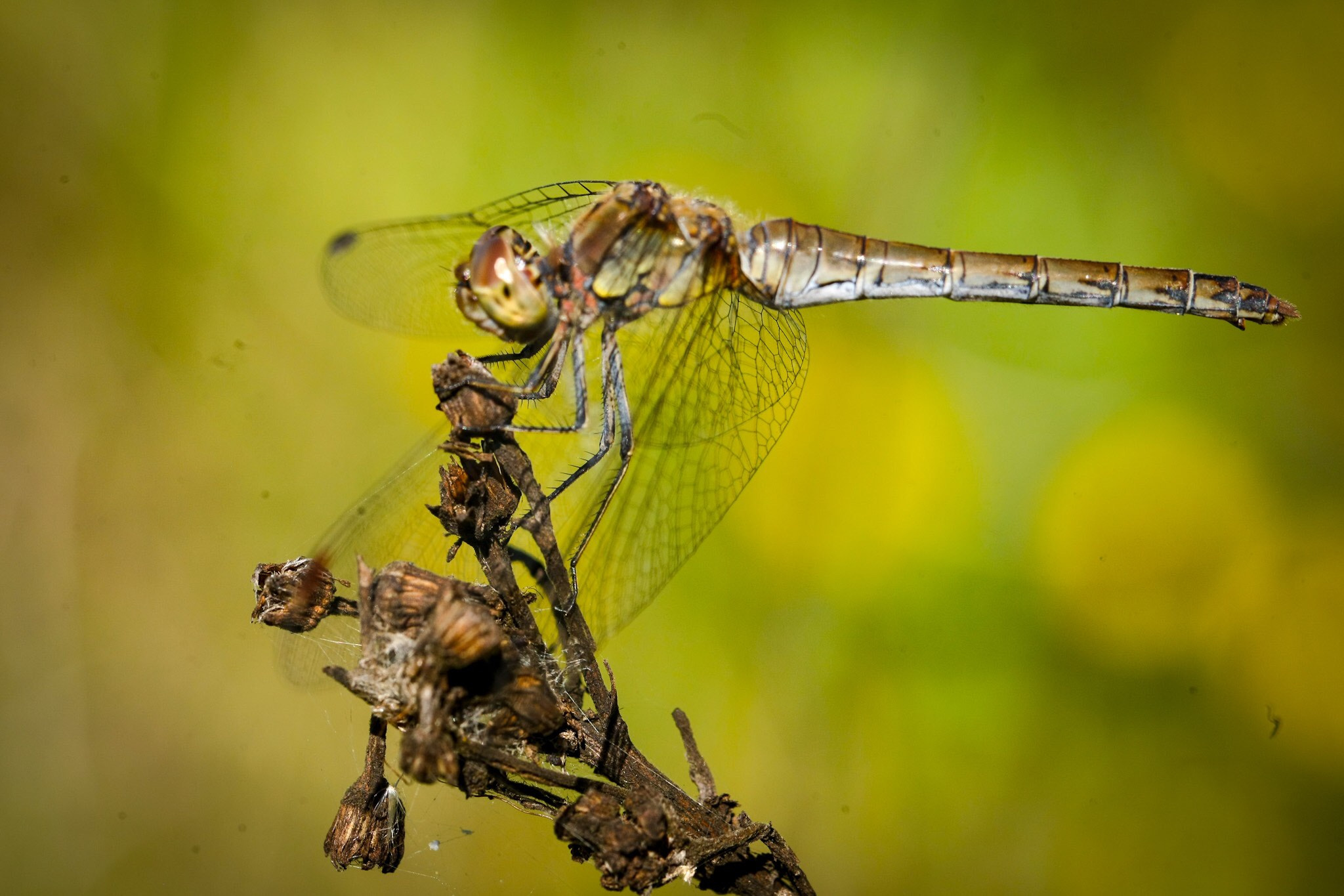 Canon EOS-1Ds Mark III + Tamron SP 90mm F2.8 Di VC USD 1:1 Macro (F004) sample photo. Dragonfly photography