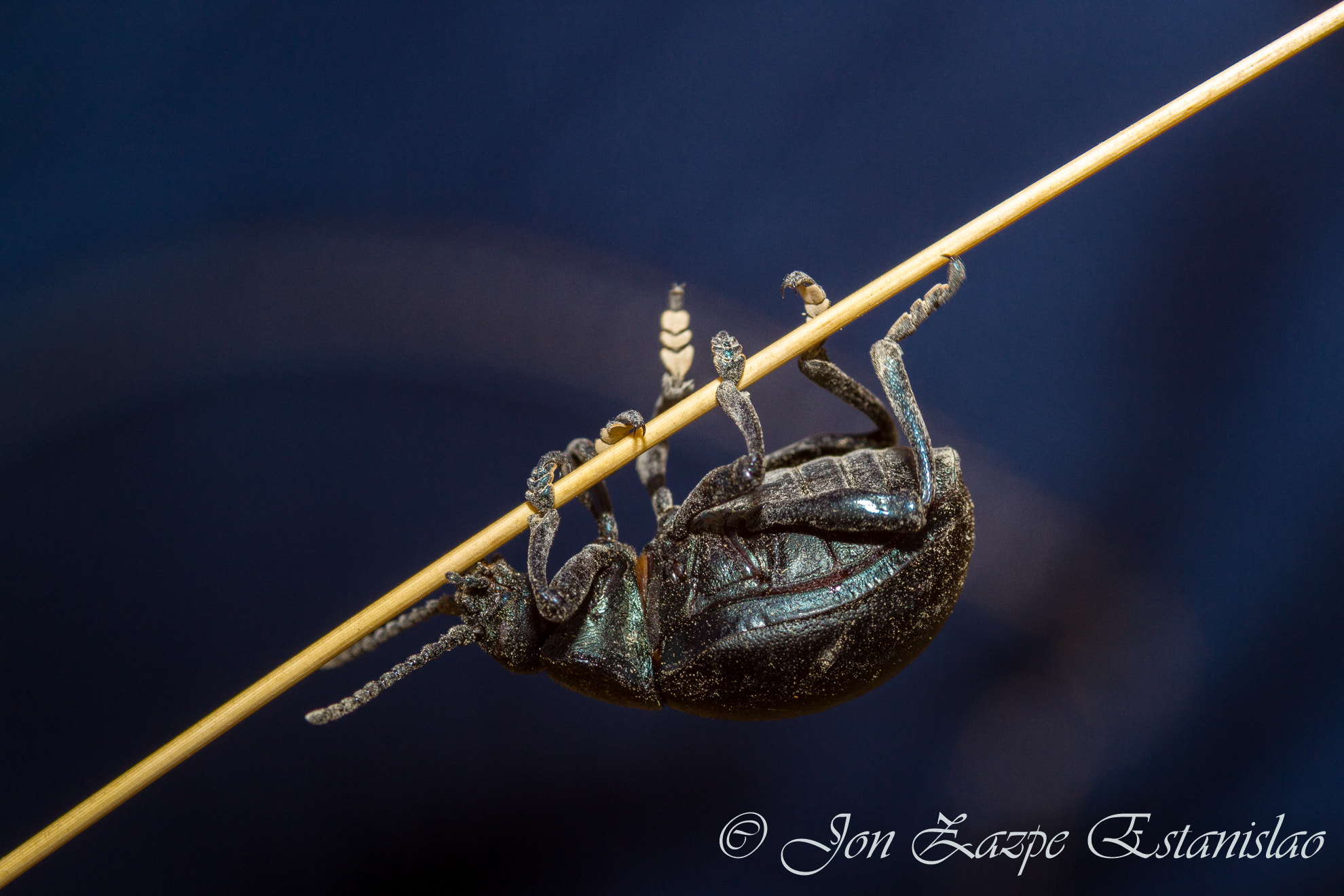 Sigma 105mm F2.8 EX DG Macro sample photo. Beetle photography