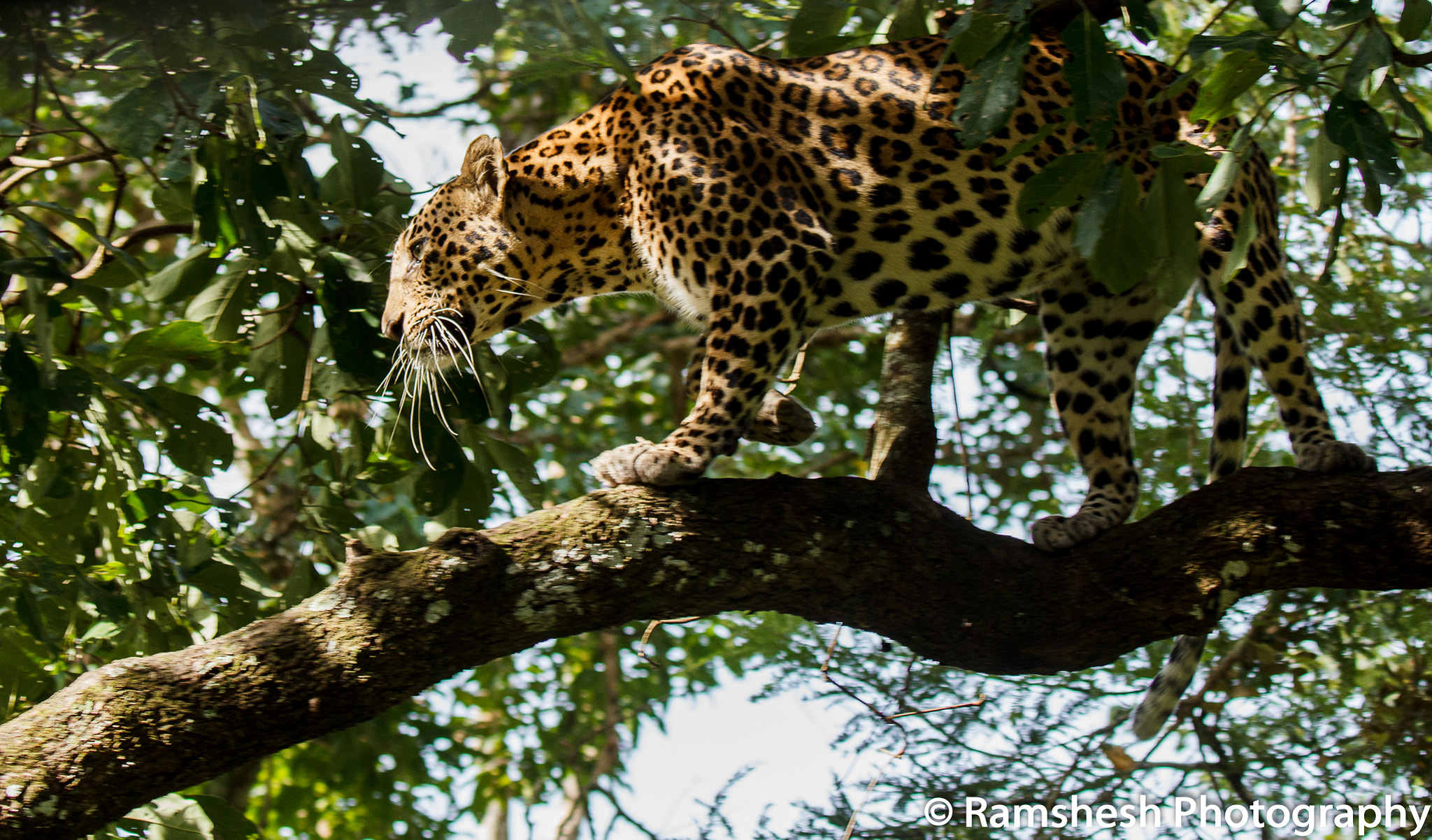 Canon EOS 60D + Canon EF 100-400mm F4.5-5.6L IS II USM sample photo. Bandipur | leopard photography