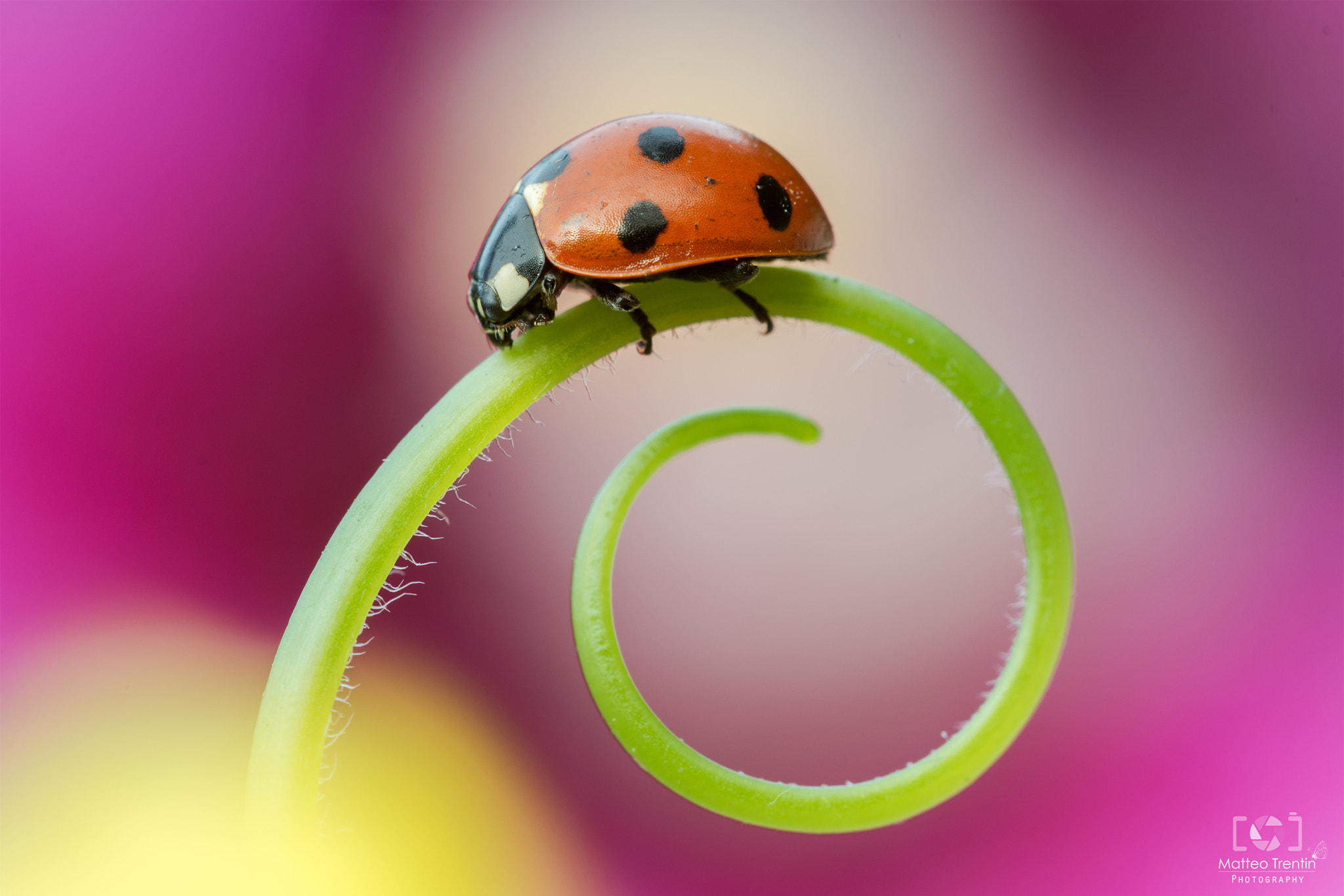 Sigma 150mm F2.8 EX DG OS Macro HSM sample photo. Natural jewel photography
