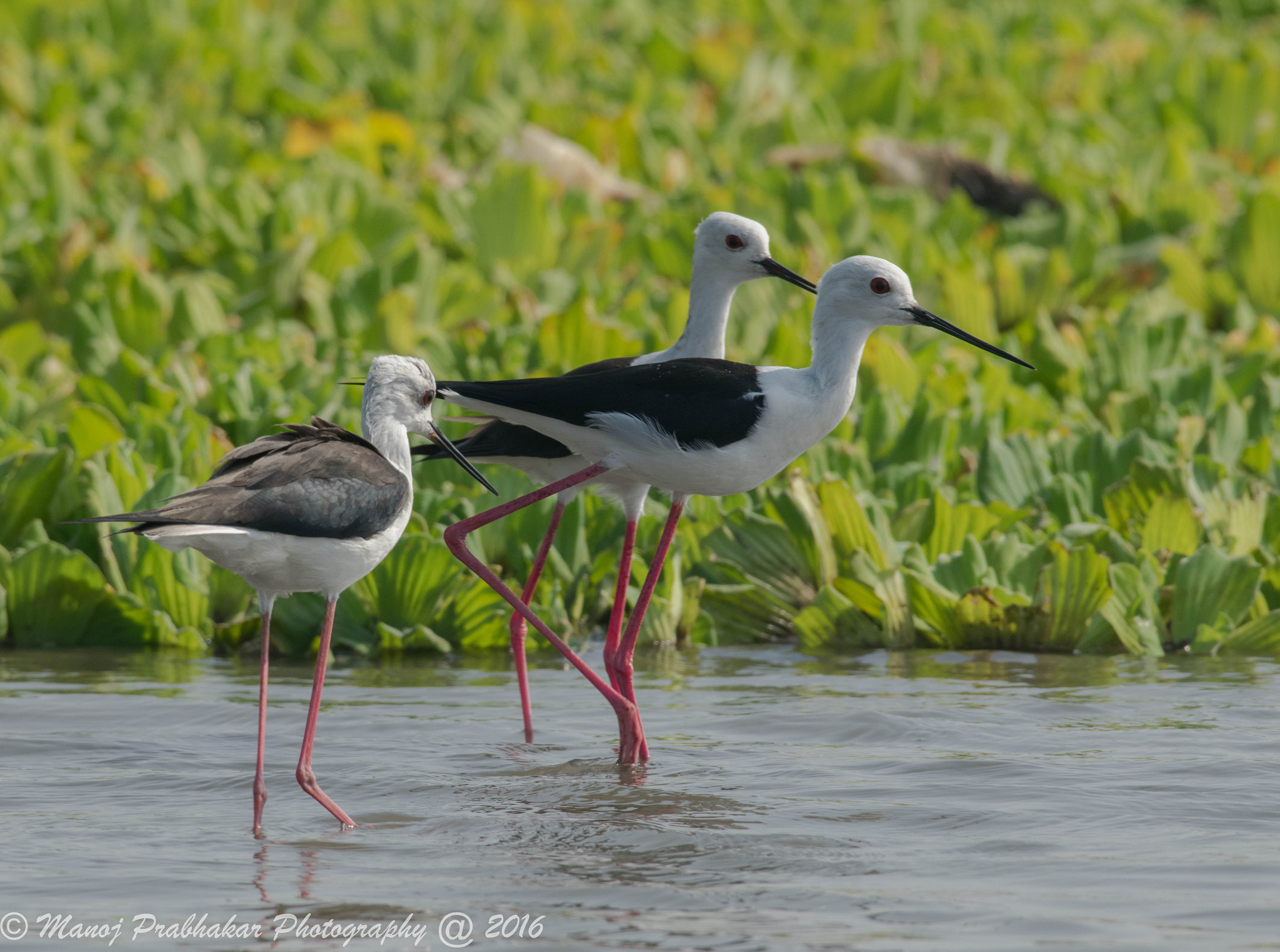 Nikon AF-S Nikkor 200-500mm F5.6E ED VR sample photo. Black winged stlits photography