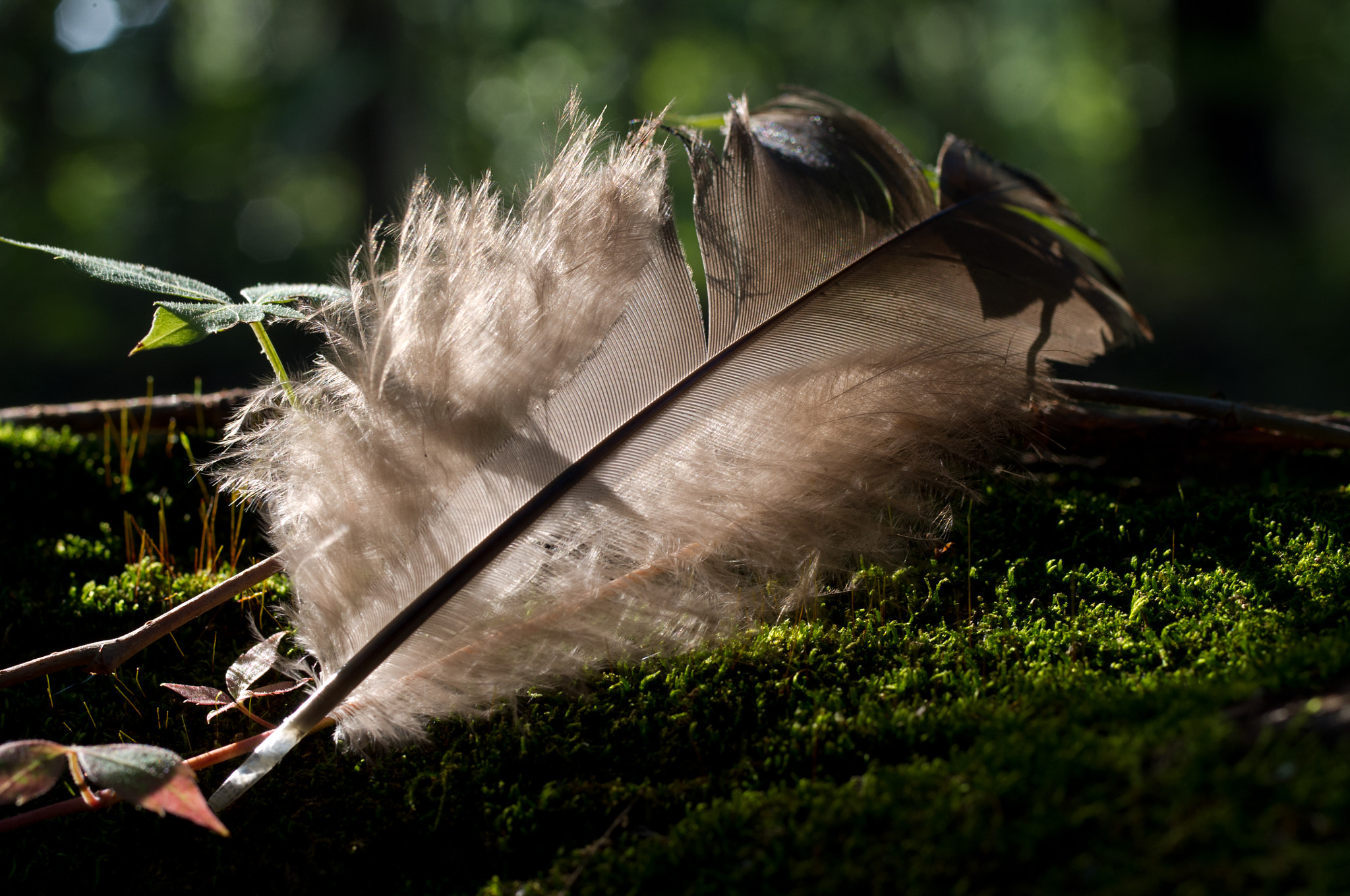 Pentax K-x + Pentax smc D-FA 50mm F2.8 Macro sample photo. Light & feathery photography