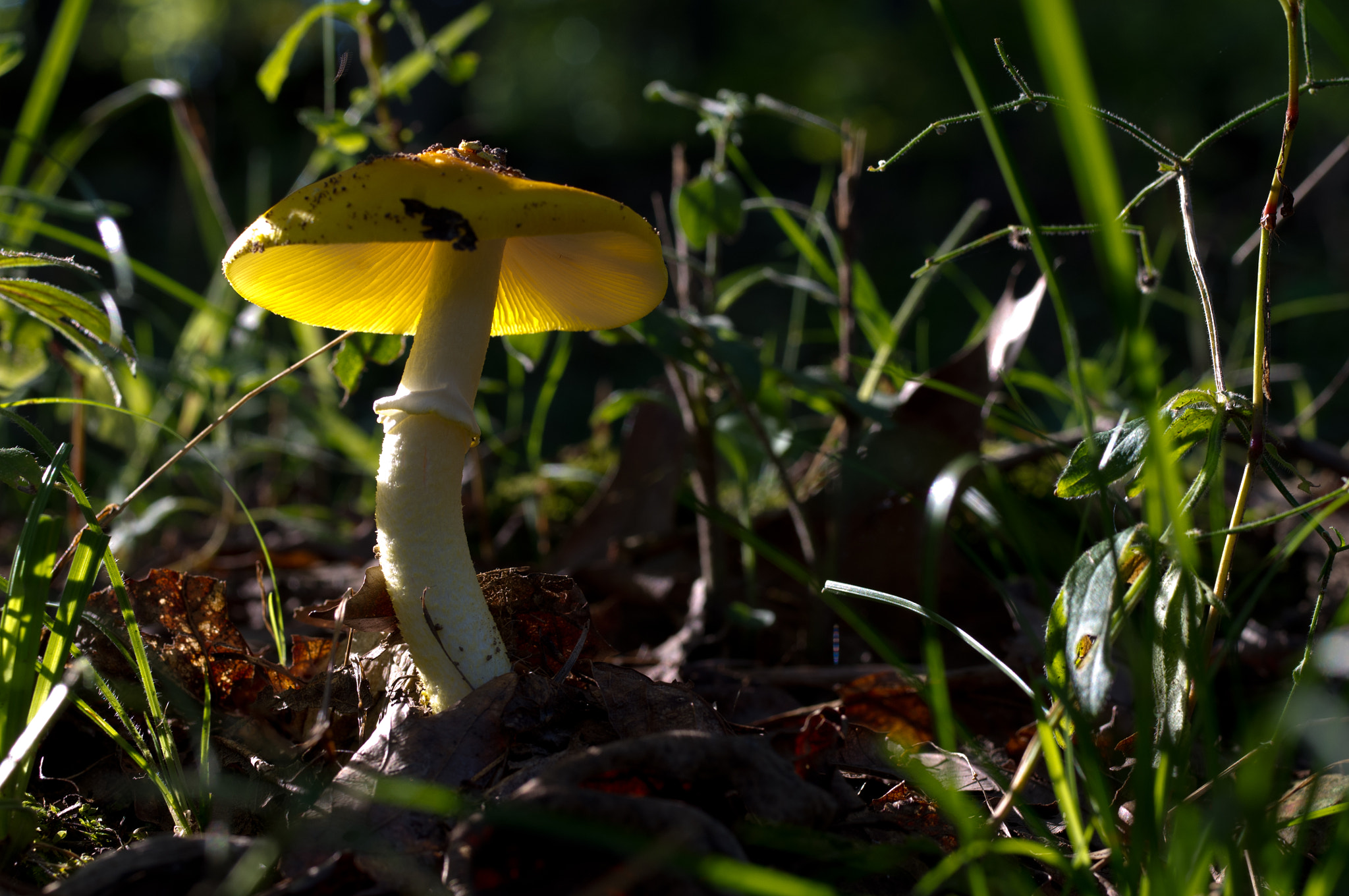 Pentax K-x + Pentax smc D-FA 50mm F2.8 Macro sample photo. Mushroom glow photography