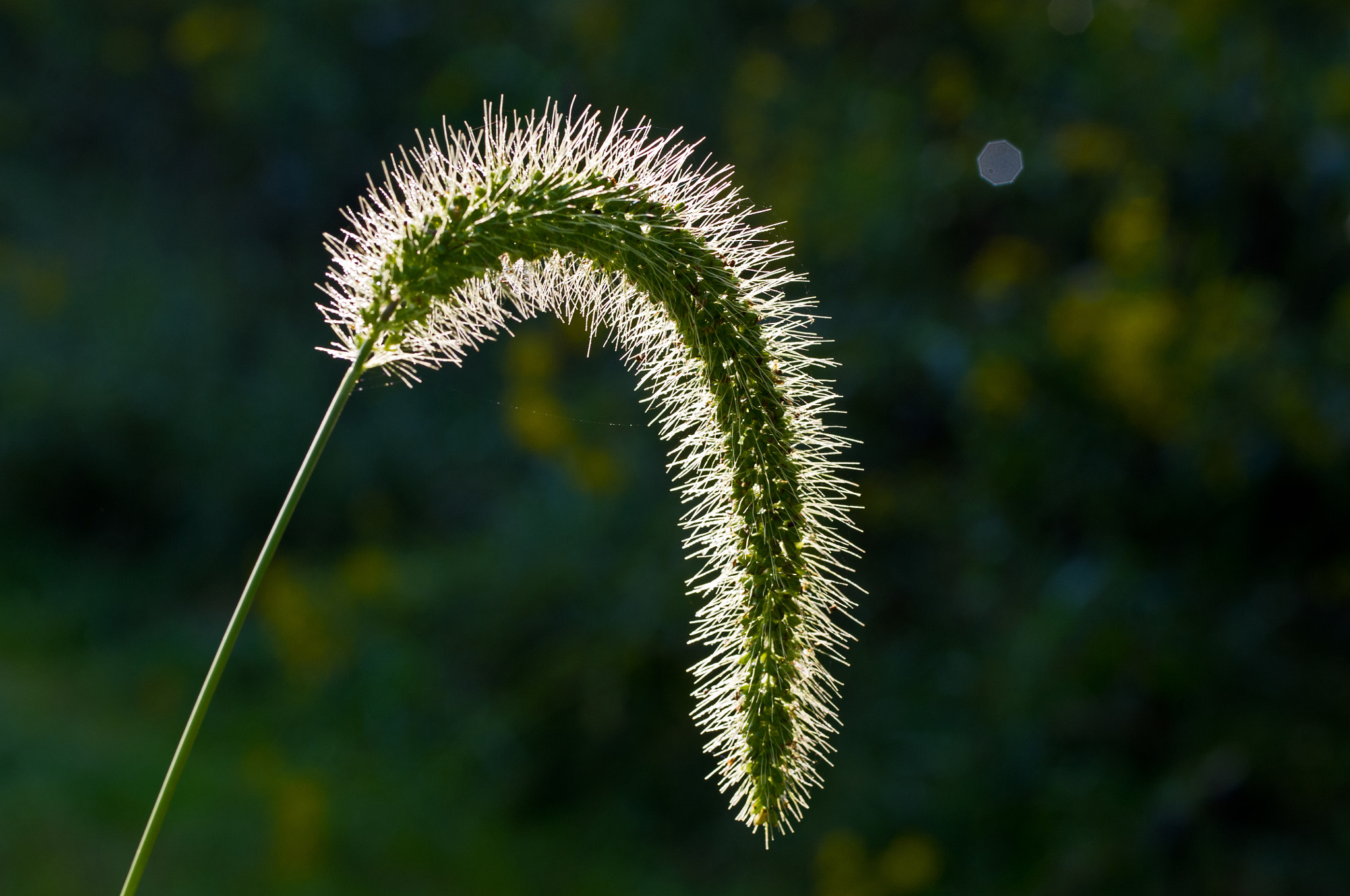 Pentax K-x + Pentax smc D-FA 50mm F2.8 Macro sample photo. Grass plume photography