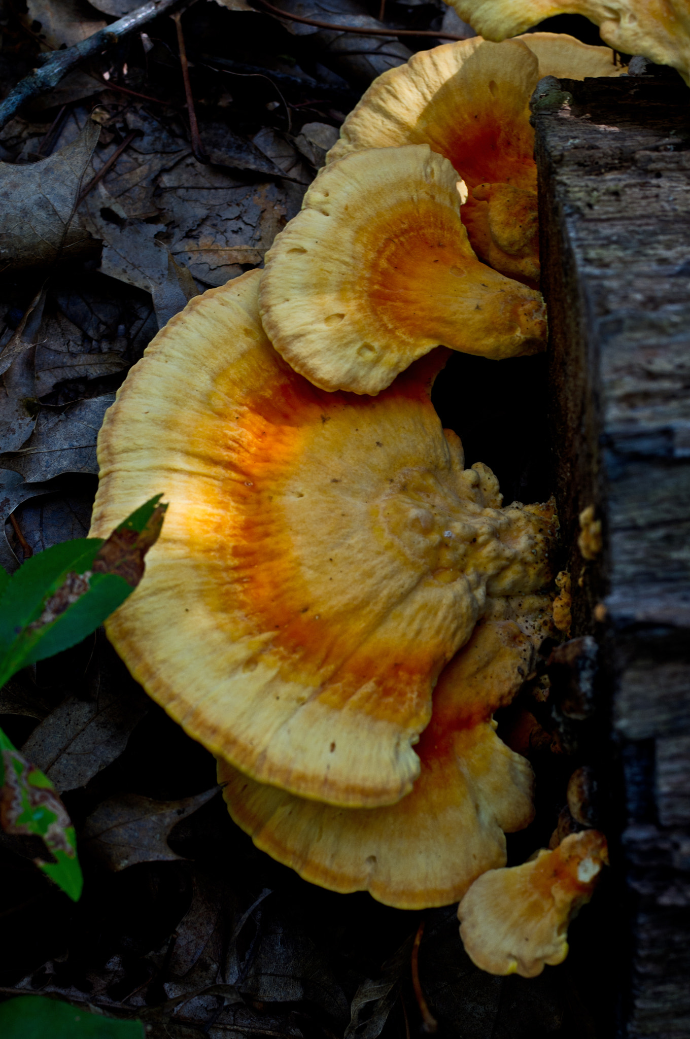 Pentax K-x sample photo. Multicolored mushrooms photography