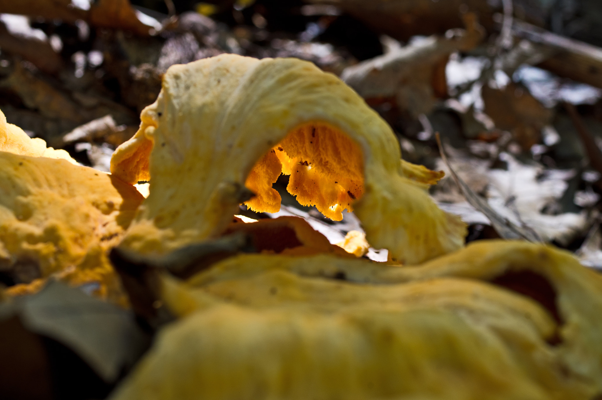 Pentax K-x + Pentax smc D-FA 50mm F2.8 Macro sample photo. Mushroom arch photography