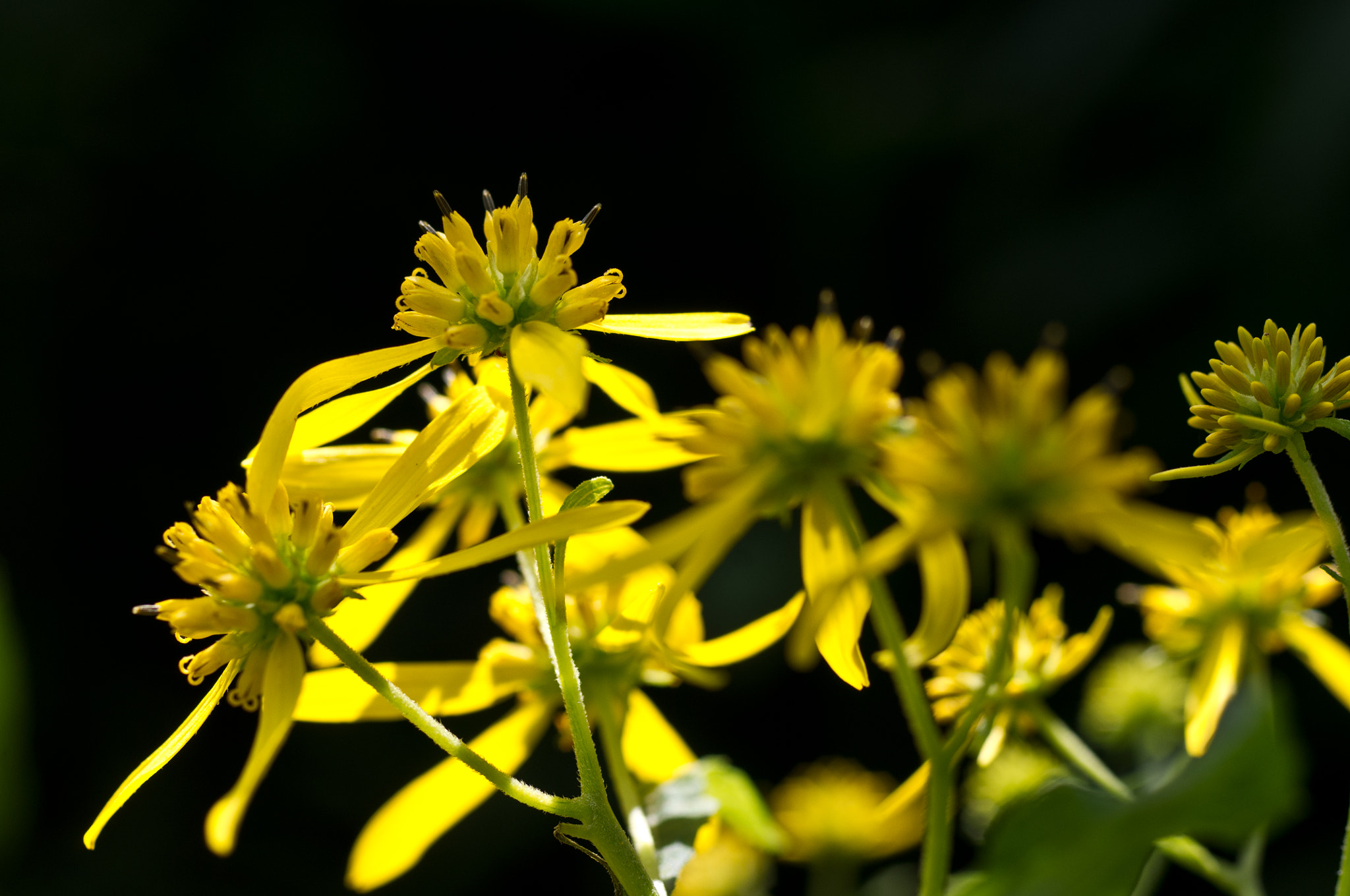 Pentax K-x + Pentax smc D-FA 50mm F2.8 Macro sample photo. Yellow iron weed wildflowers photography