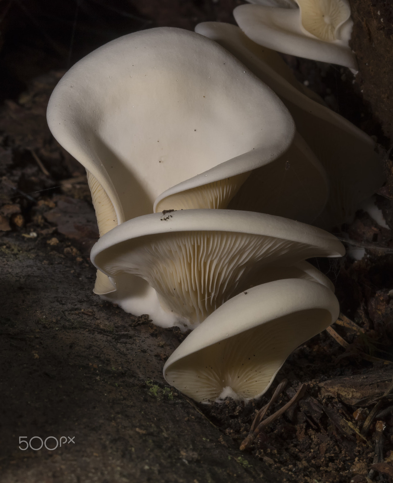 Canon EF 100mm F2.8L Macro IS USM sample photo. Oysters photography